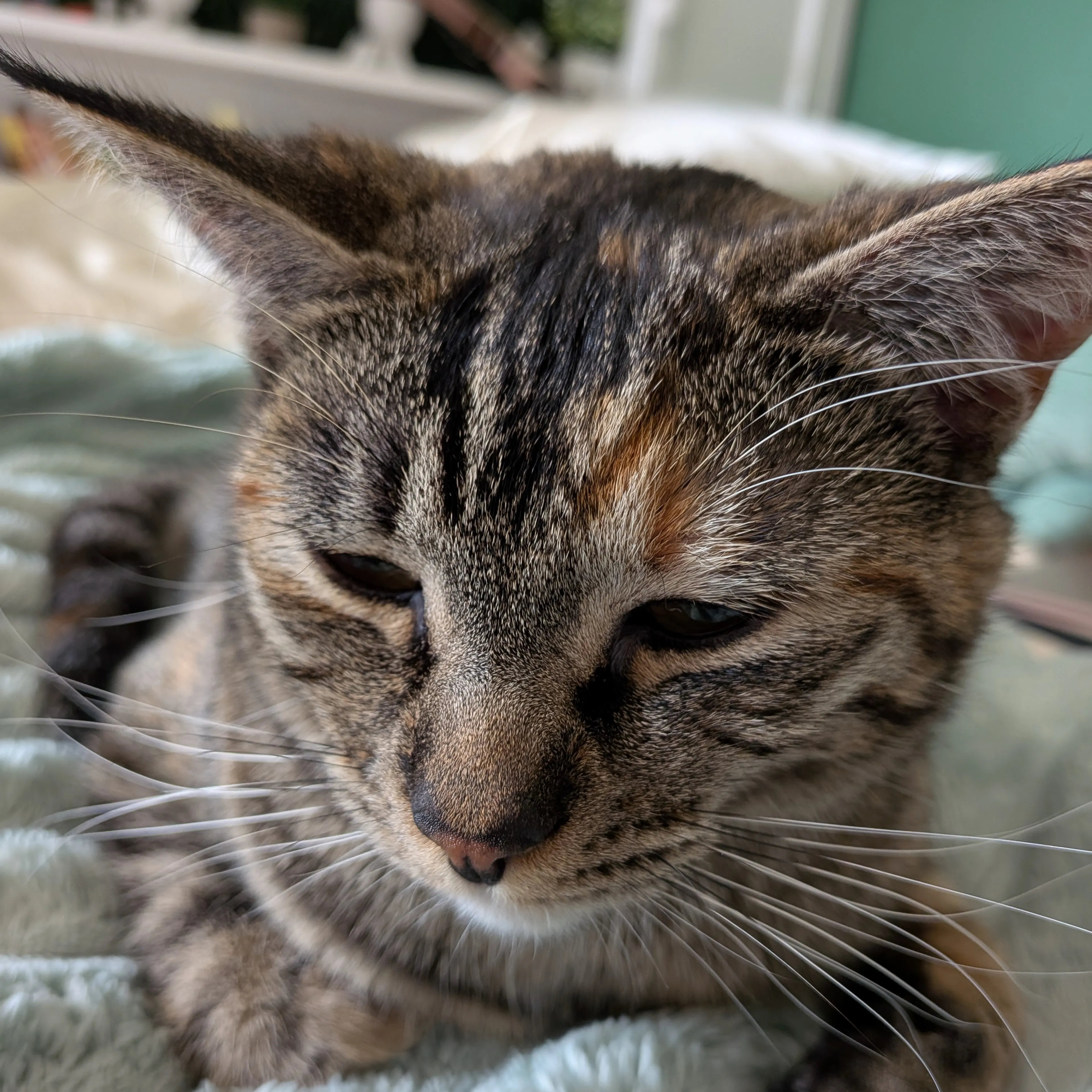 Lost pet-2
