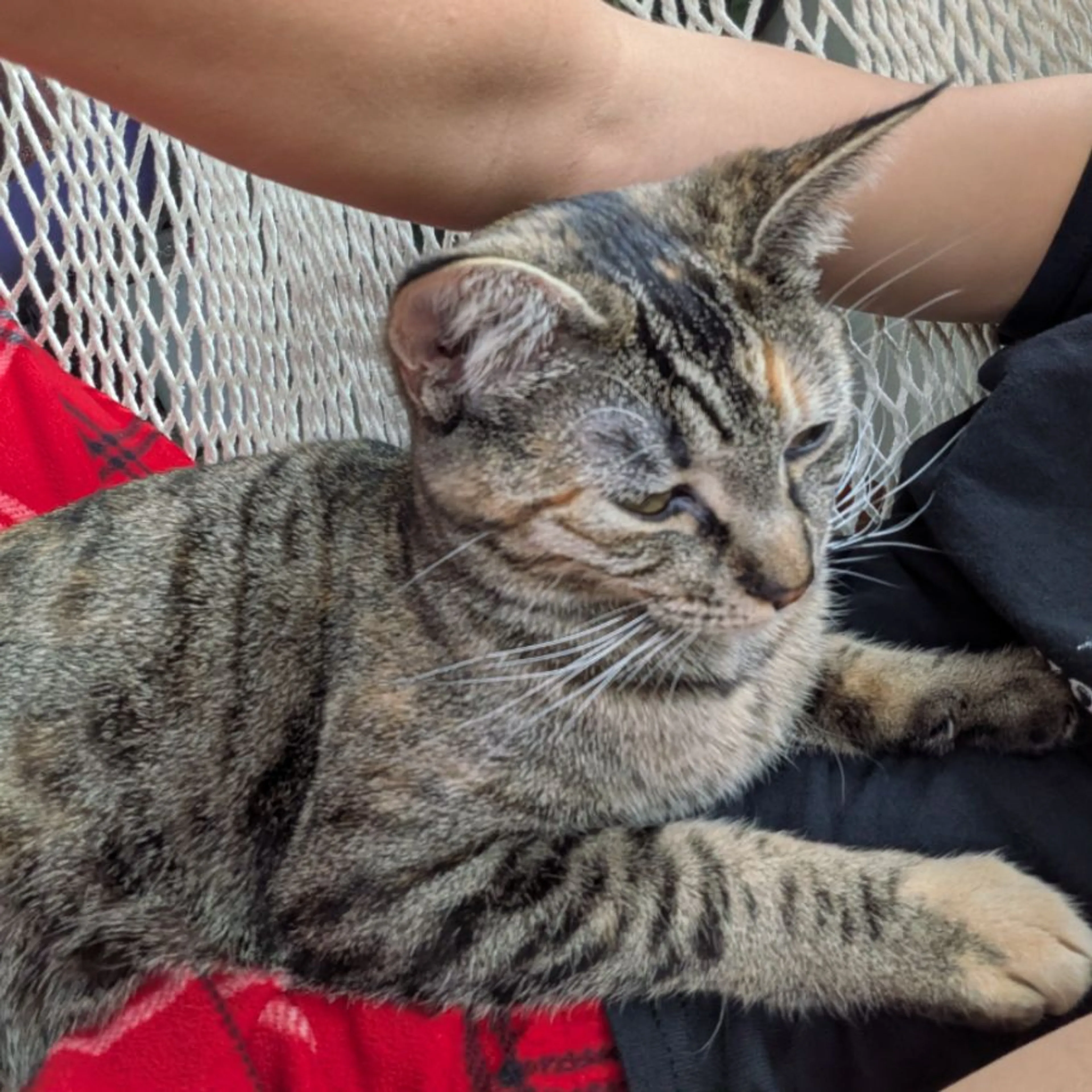 Lost pet-0