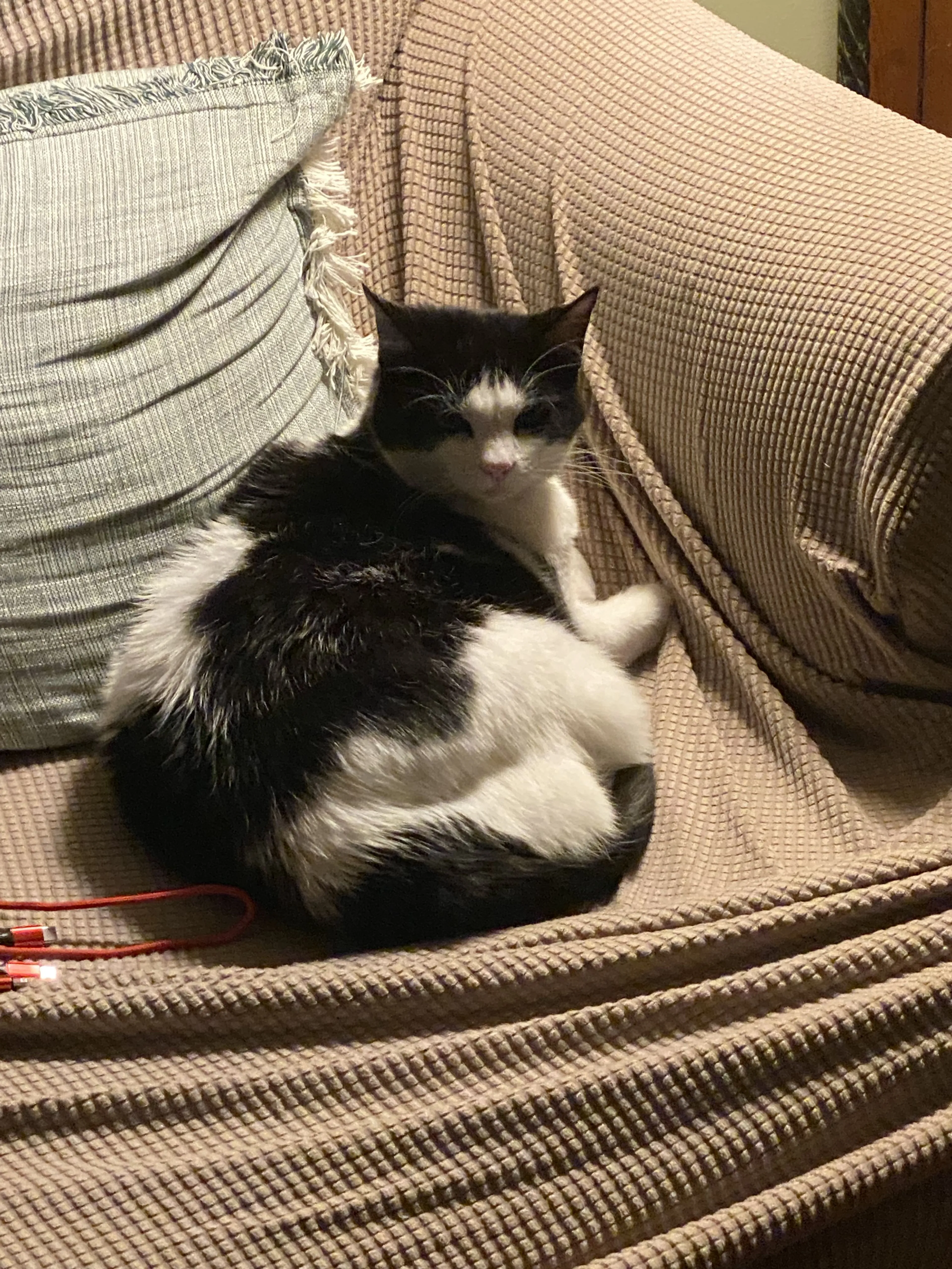 Lost pet-0