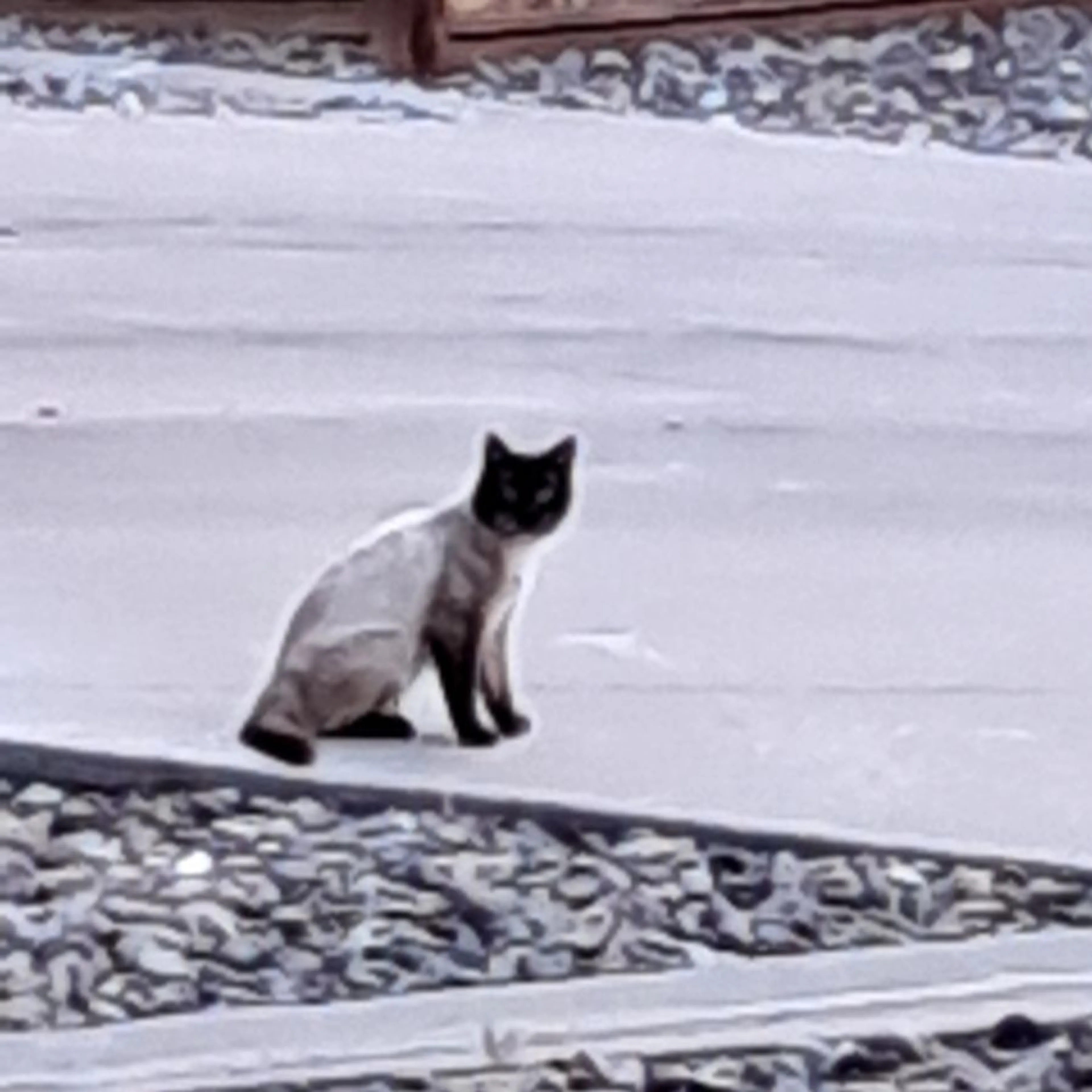 Found pet