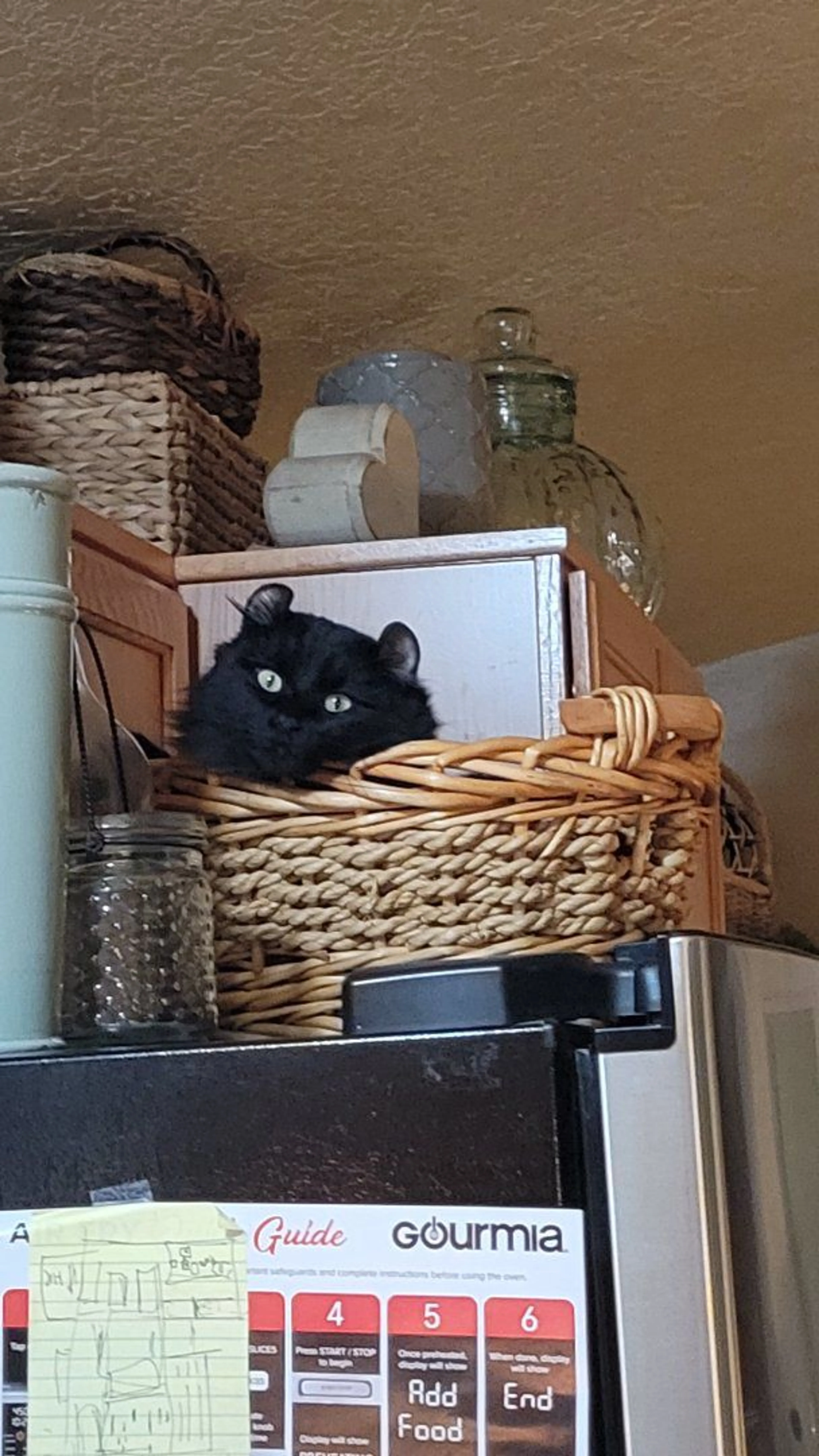 Lost pet-3