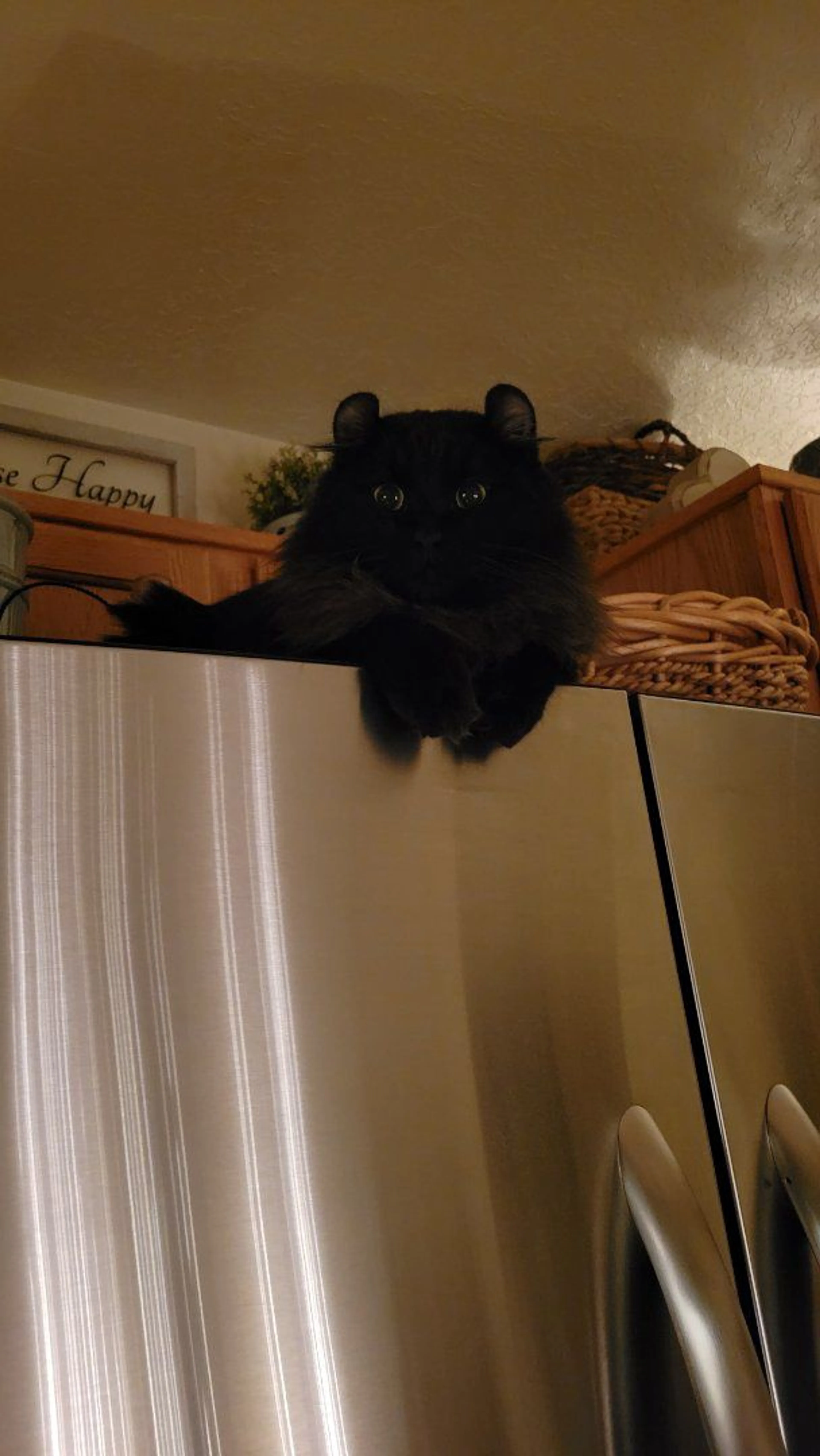Lost pet-2