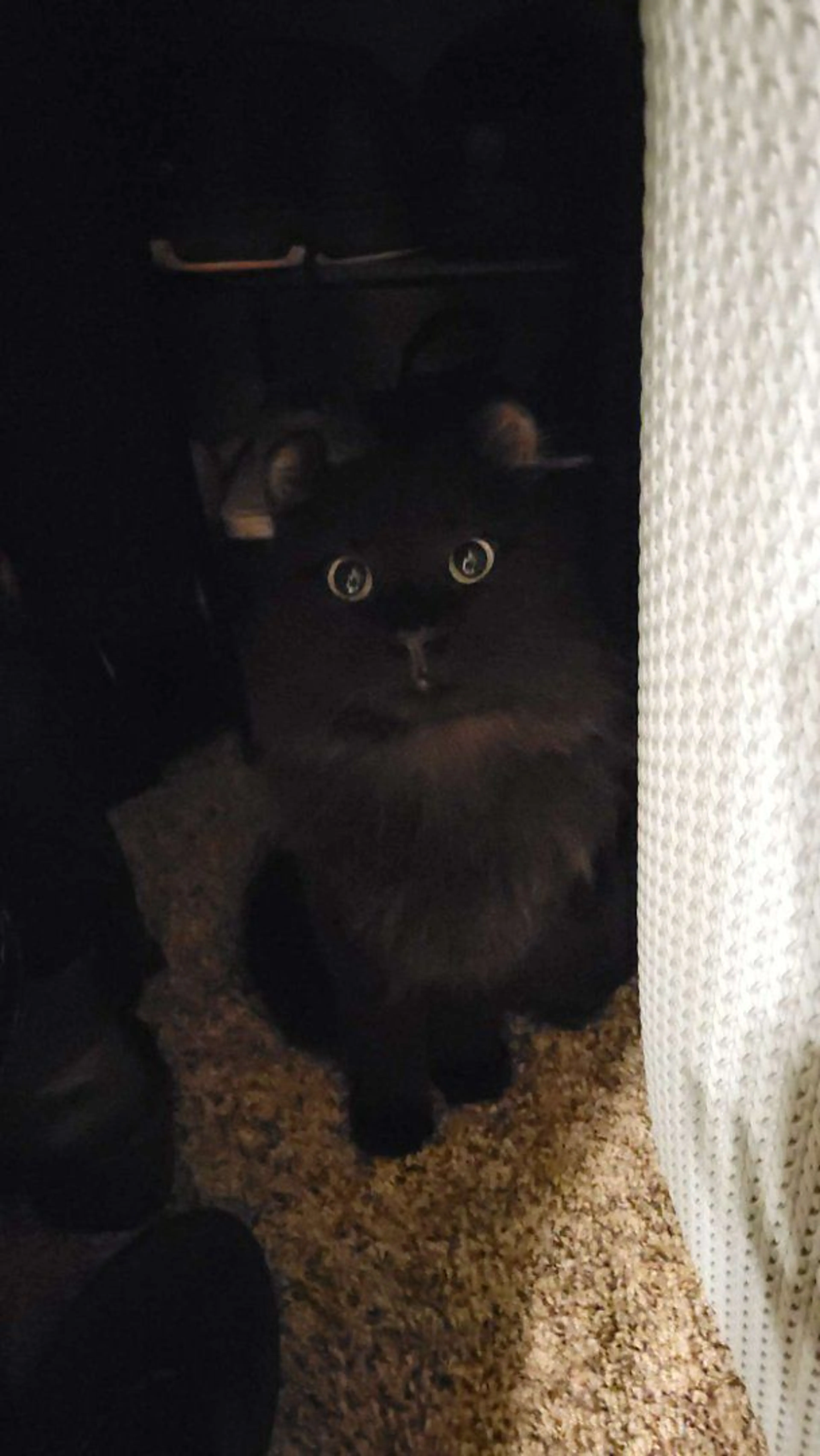 Lost pet-1