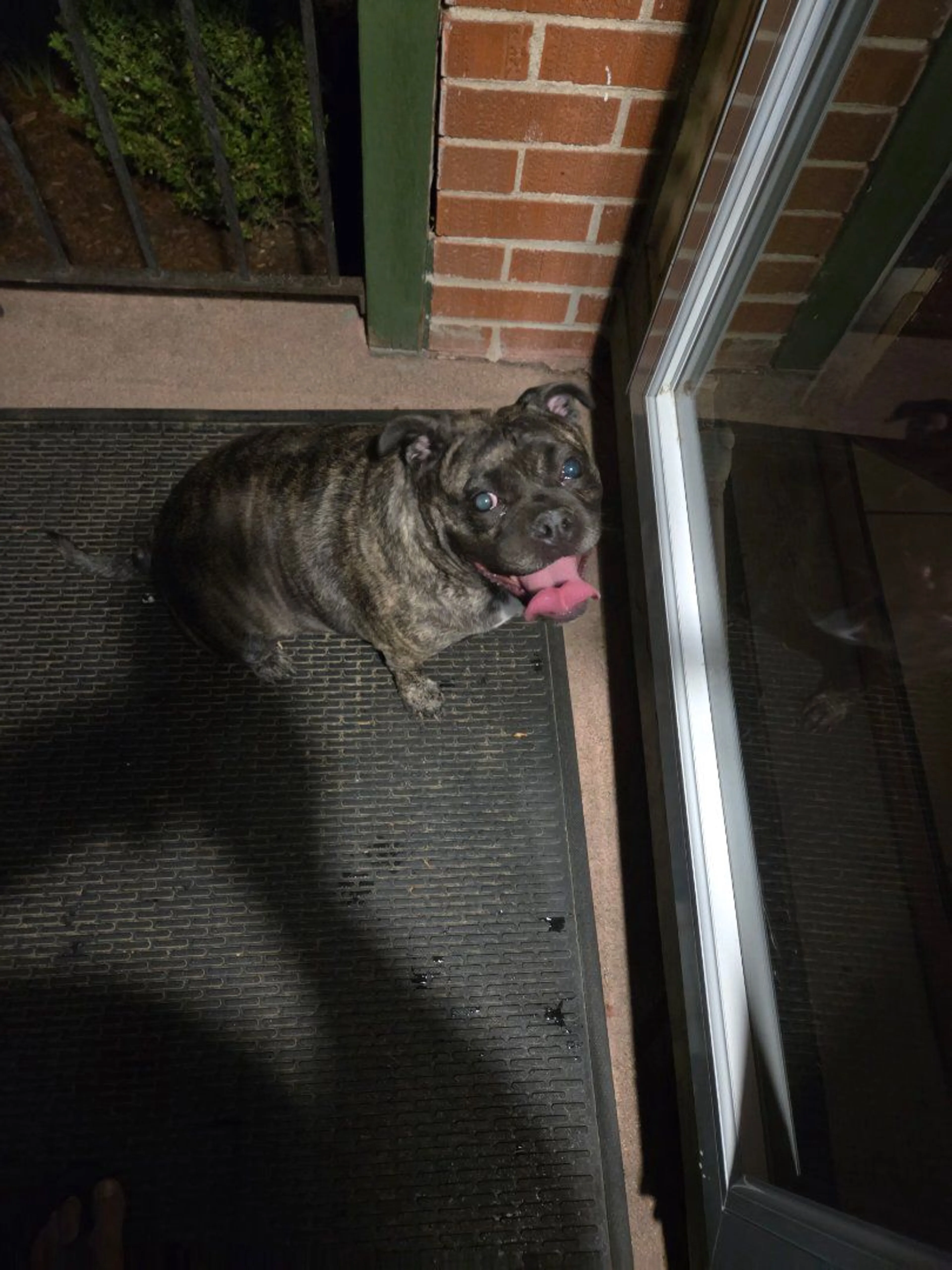 Lost pet