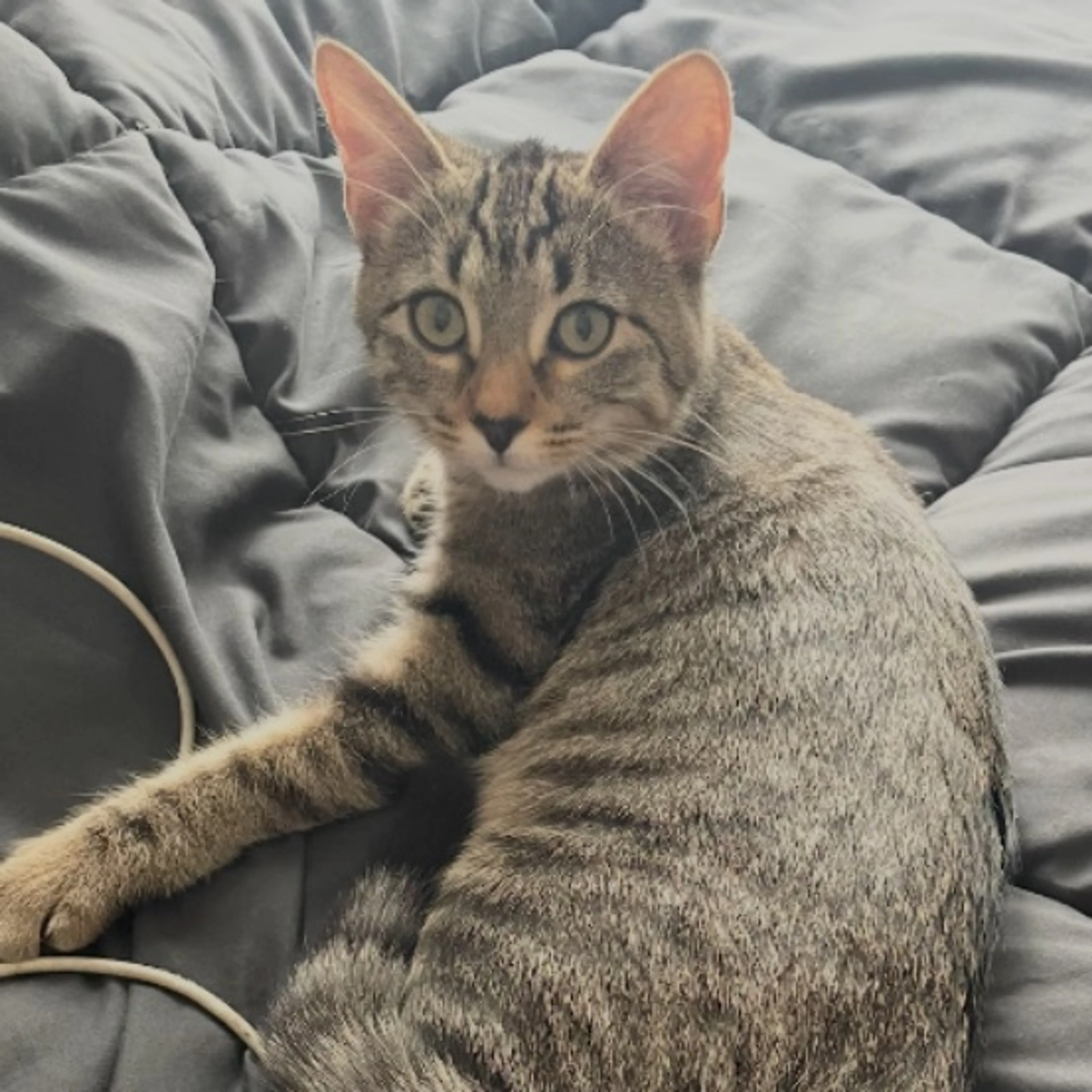 Lost pet-0