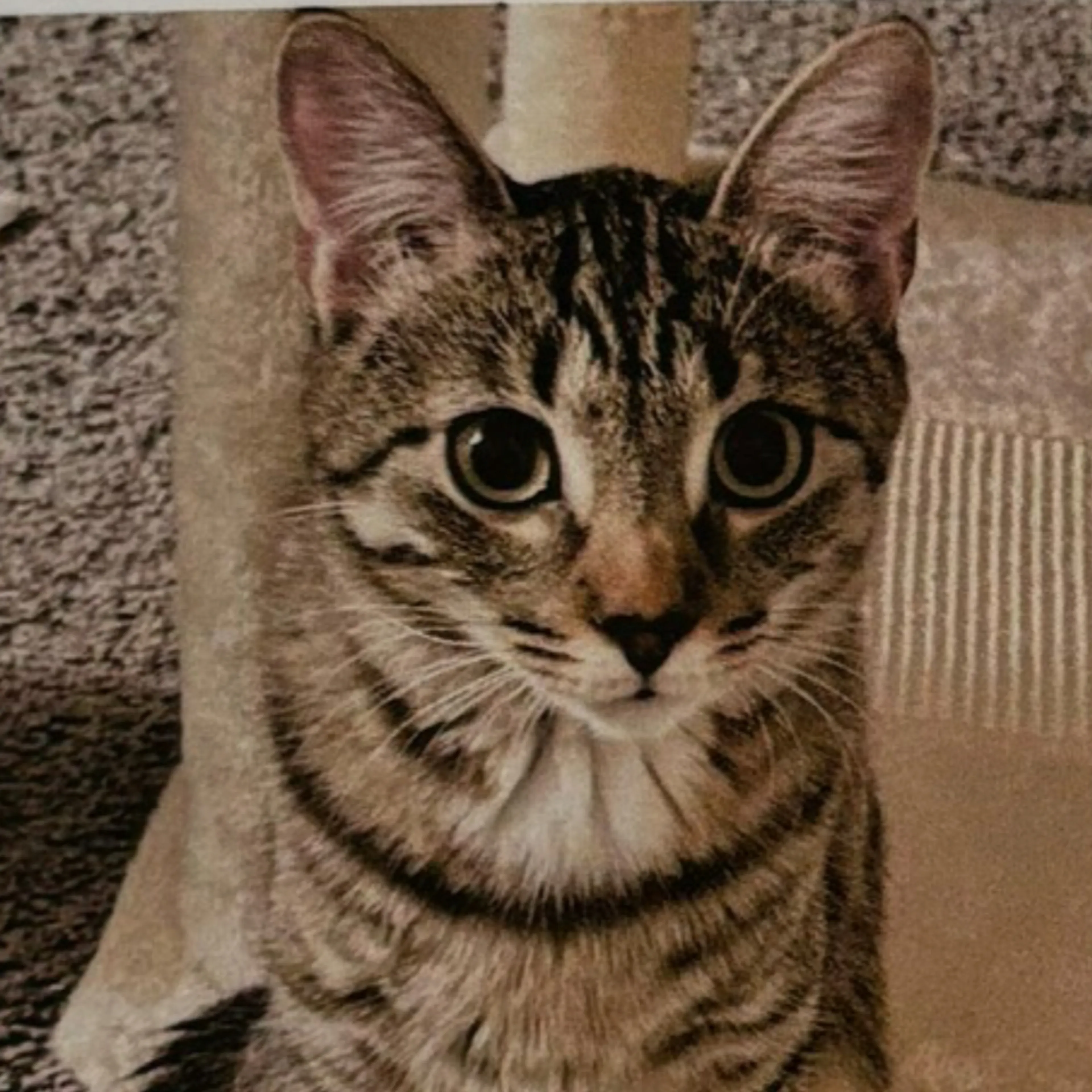 Lost pet-2
