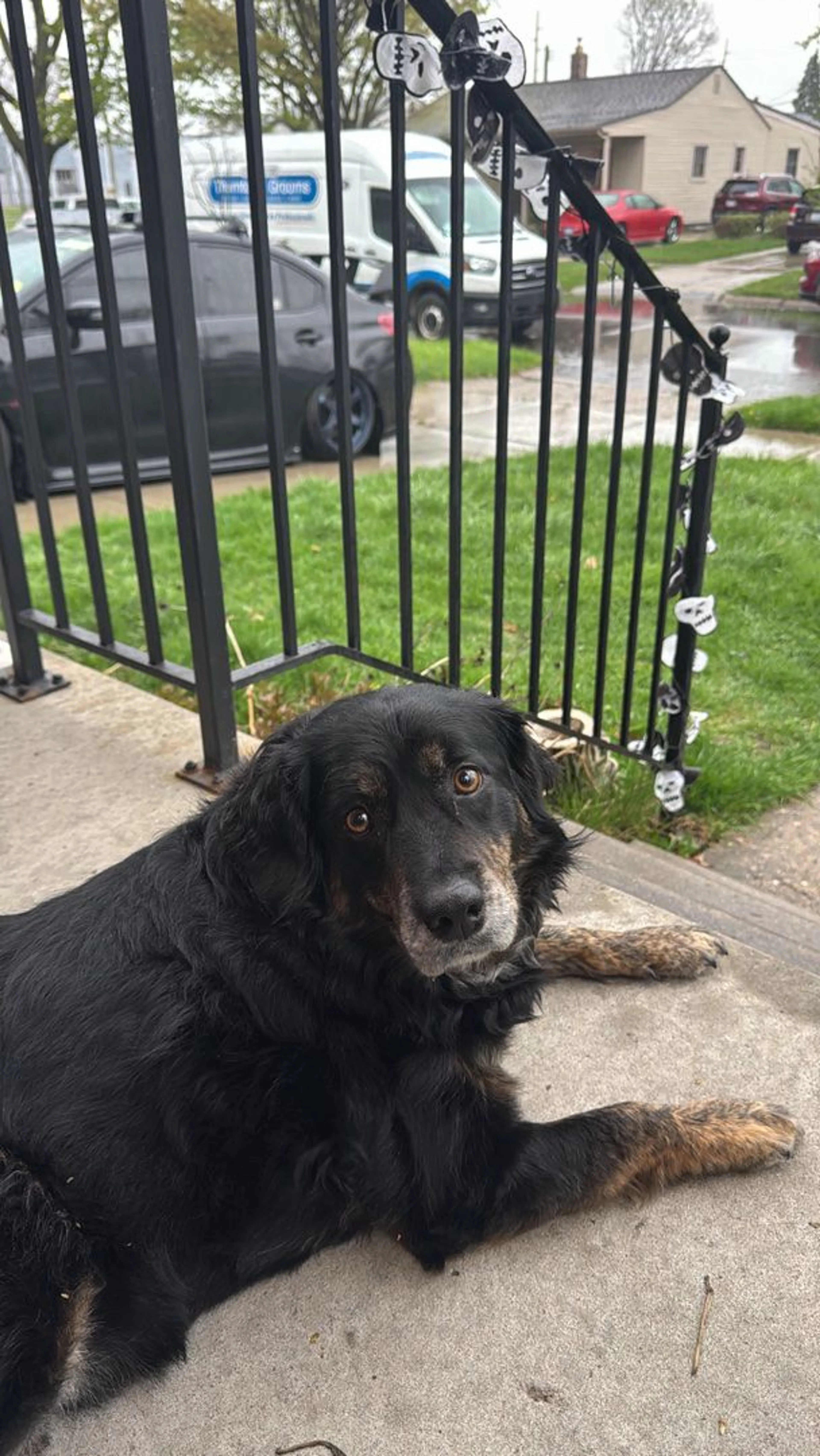 Lost pet-2