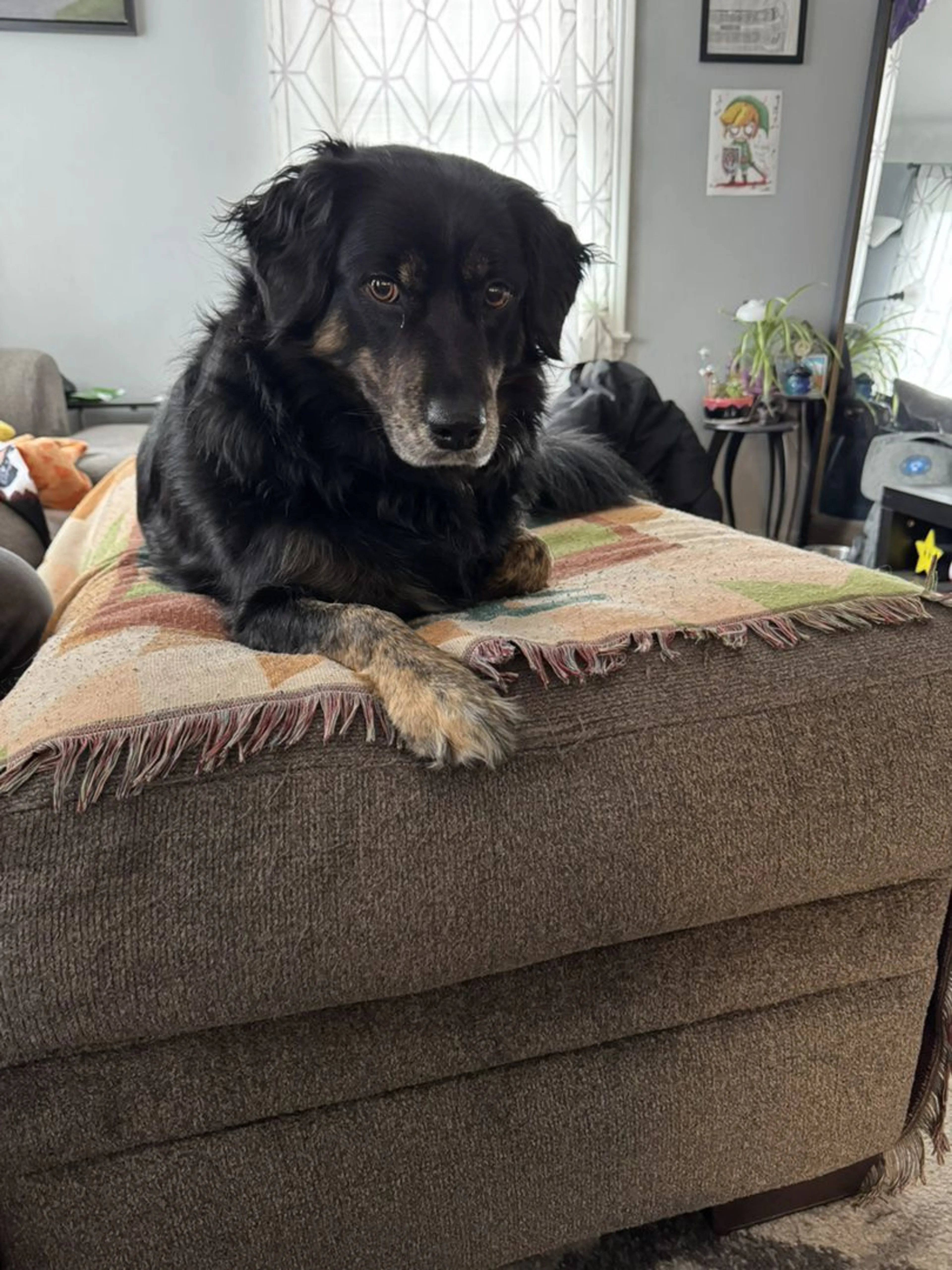 Lost pet-3