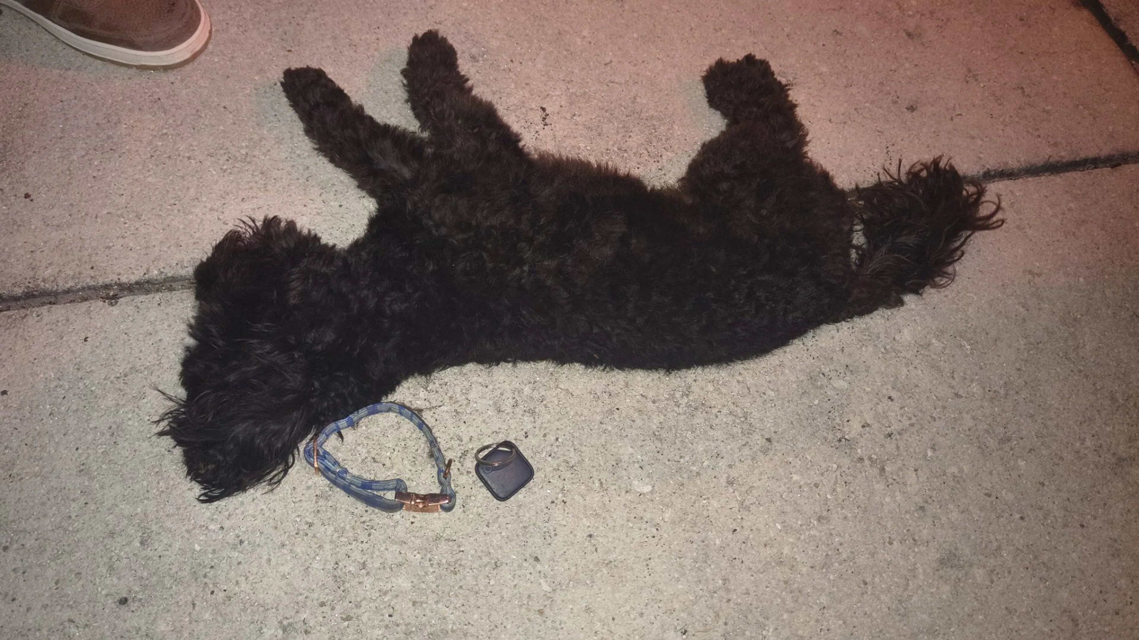 Lost pet-1