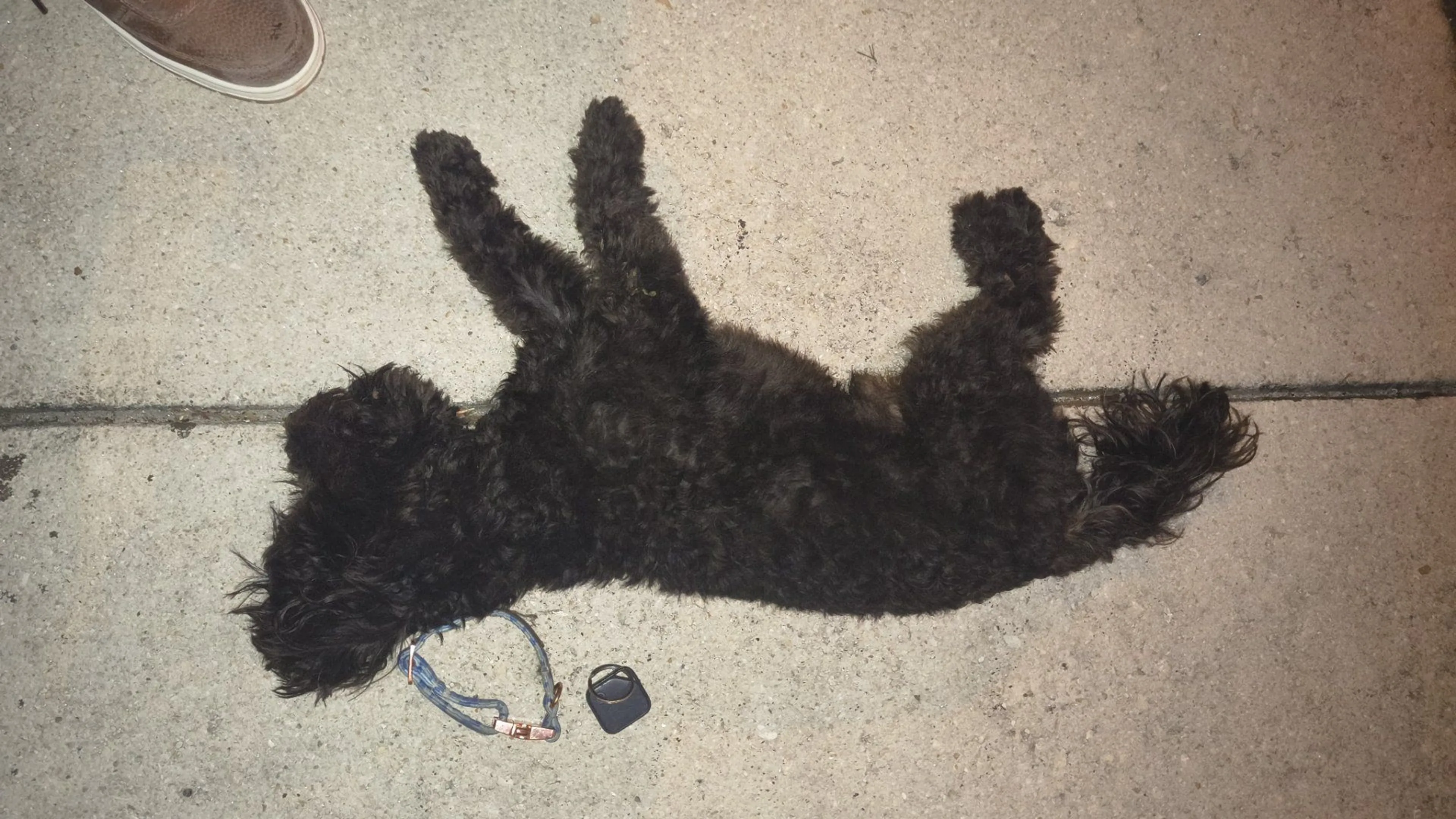 Lost pet-0