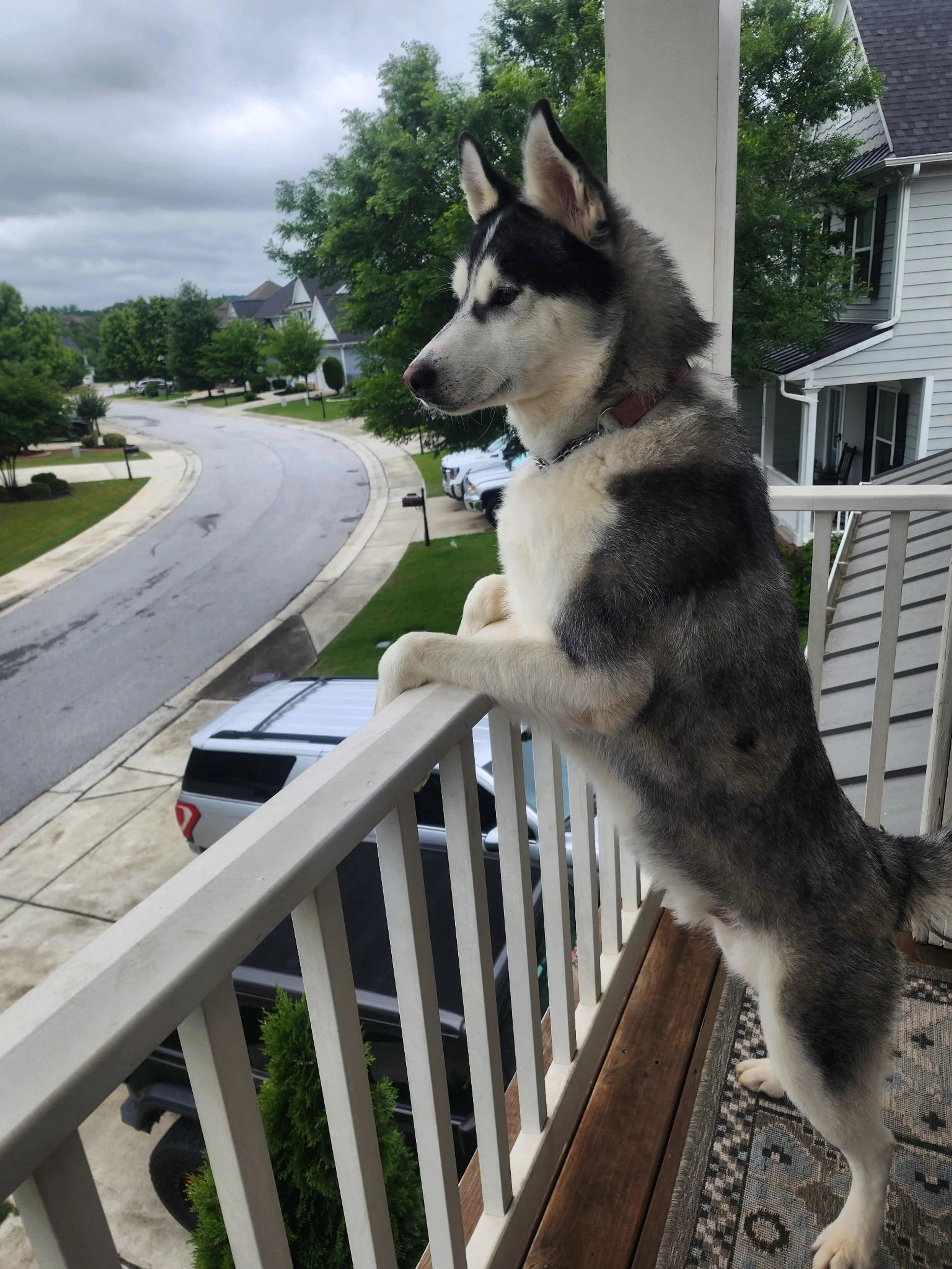 Lost pet-2