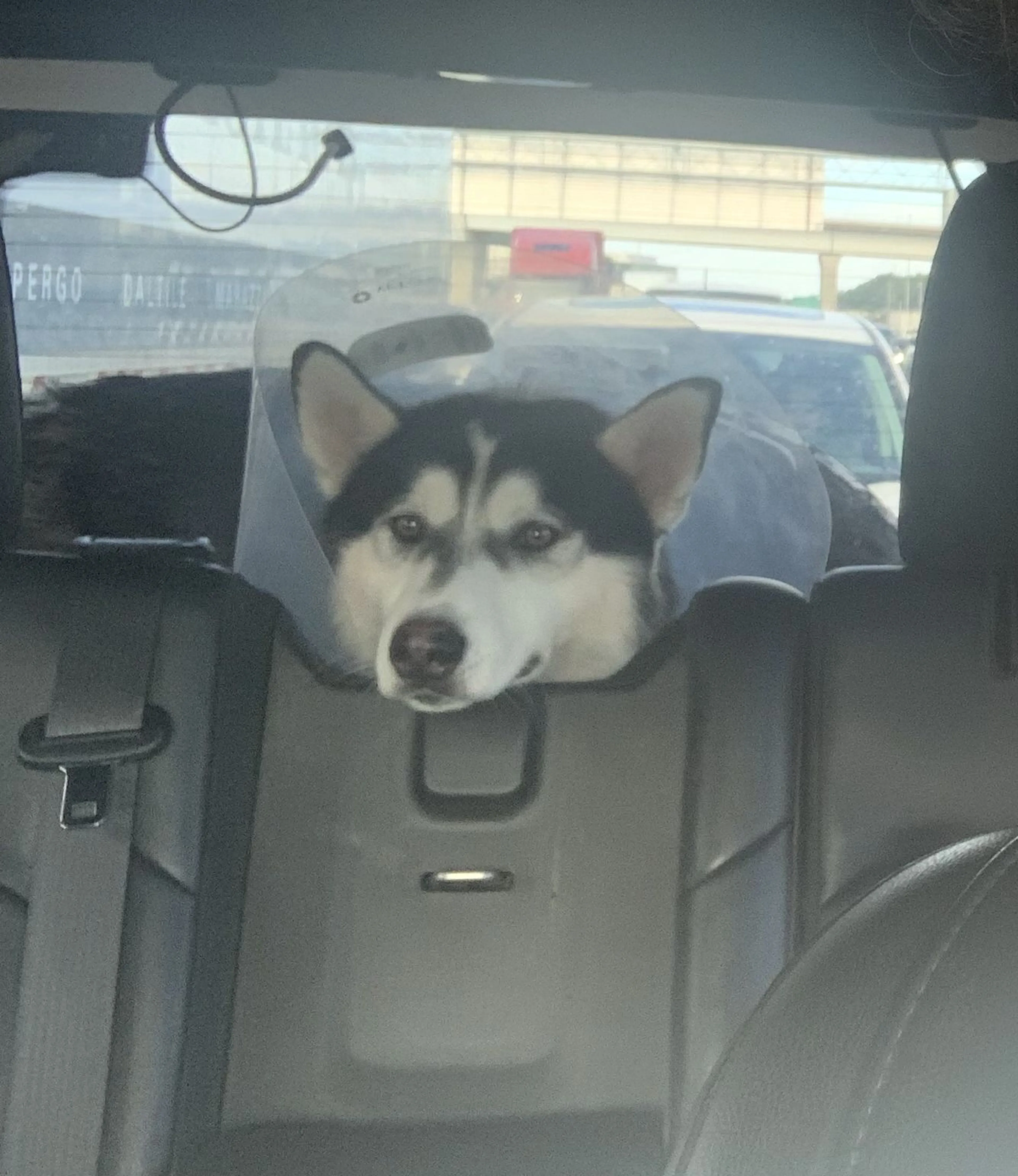 Lost pet-4