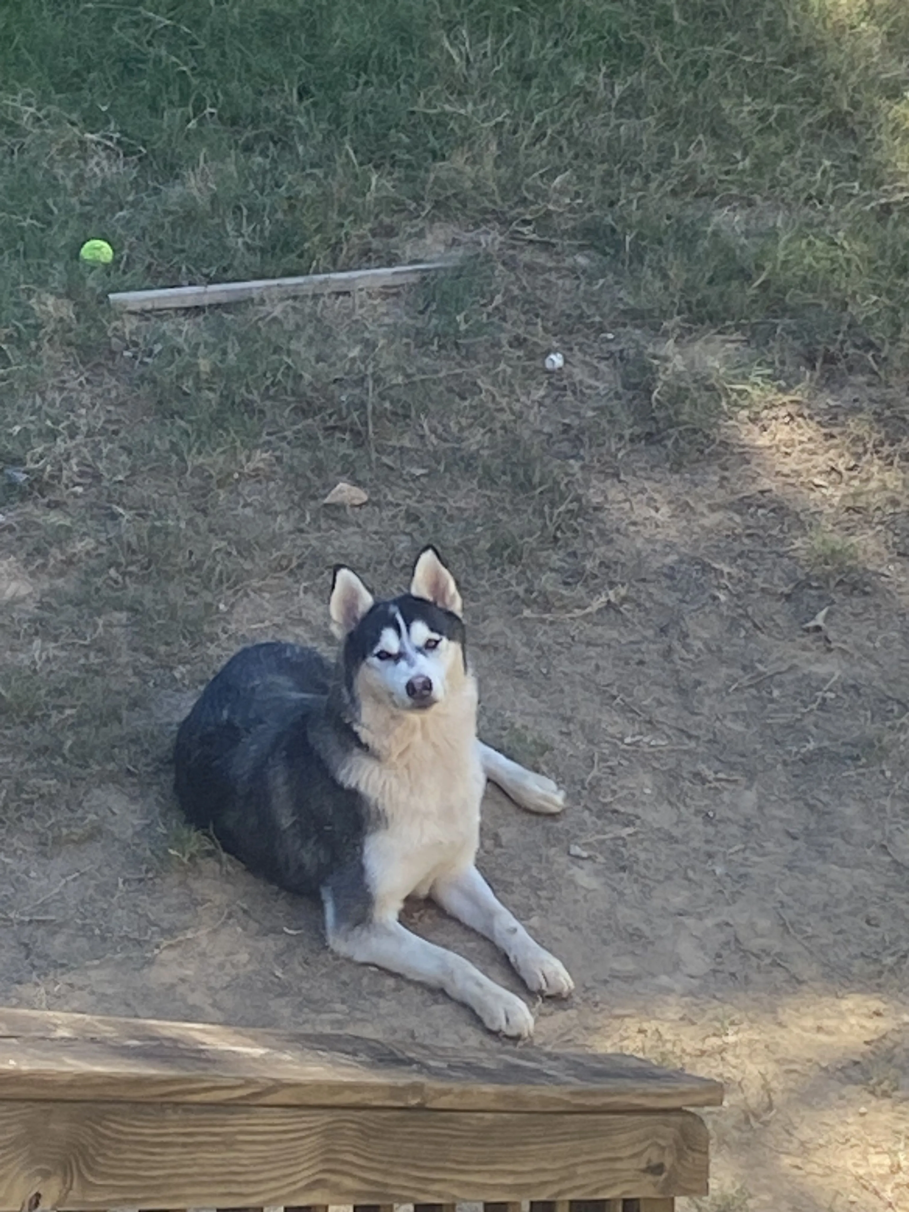 Lost pet-3