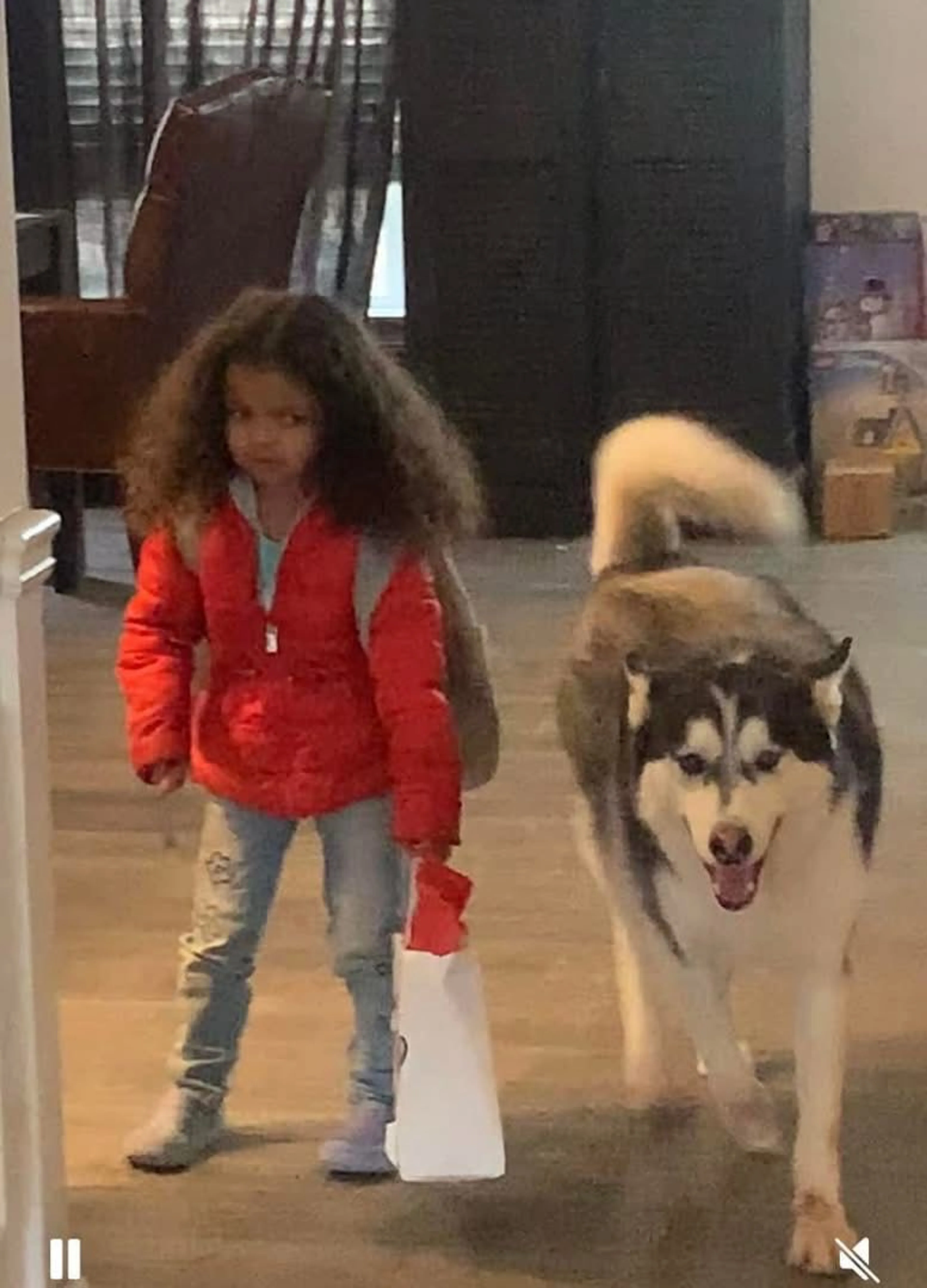 Lost pet-0