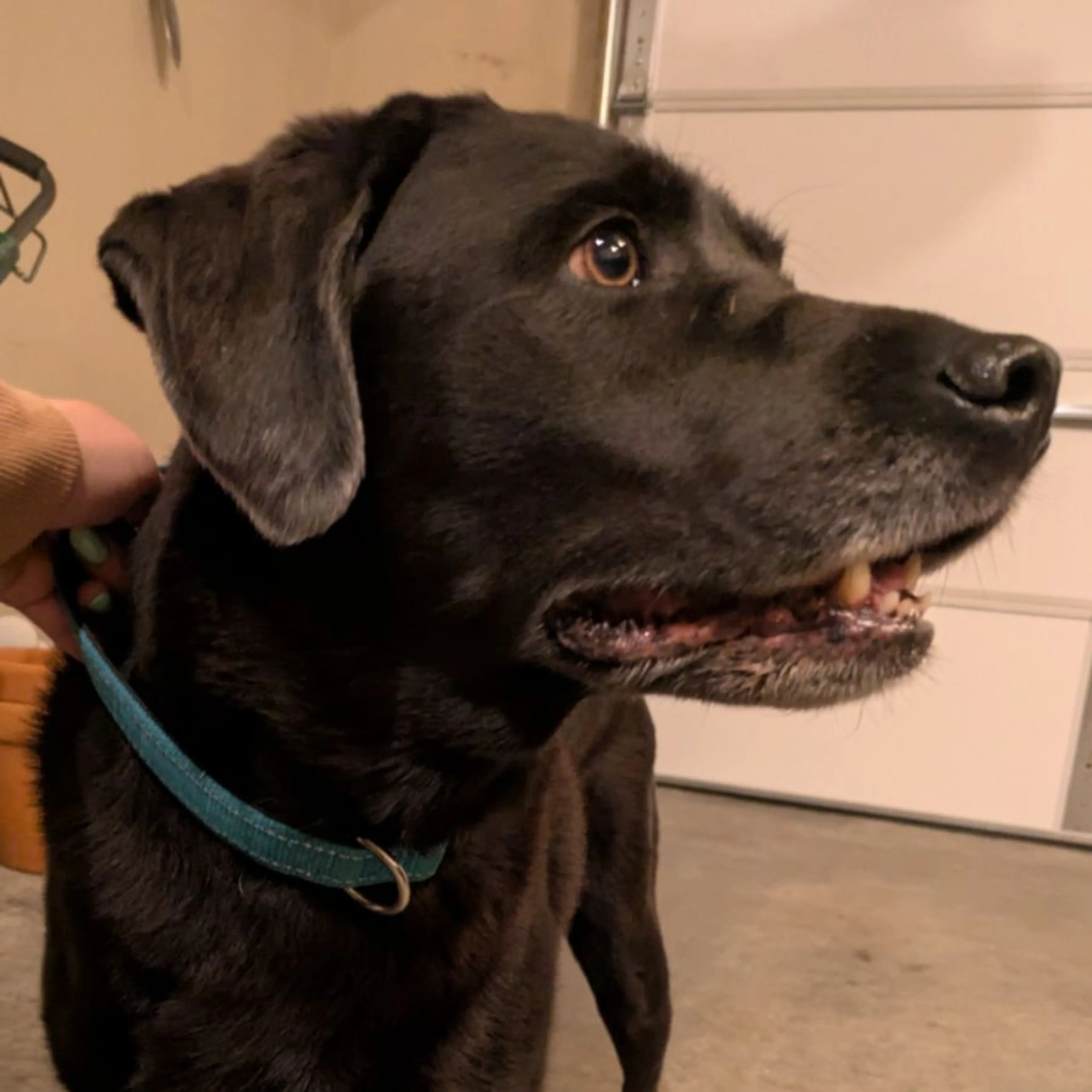 Found pet