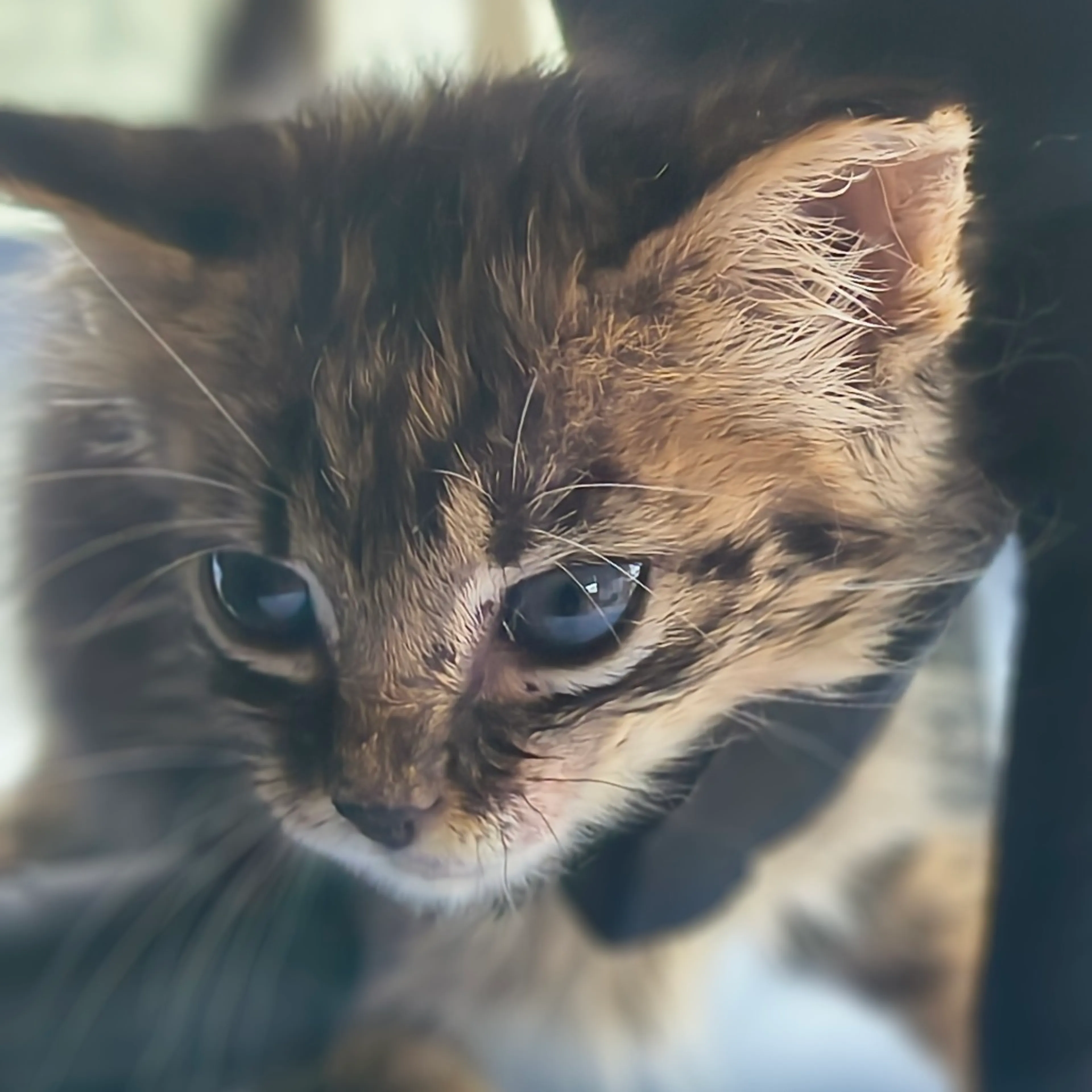 Found pet-0