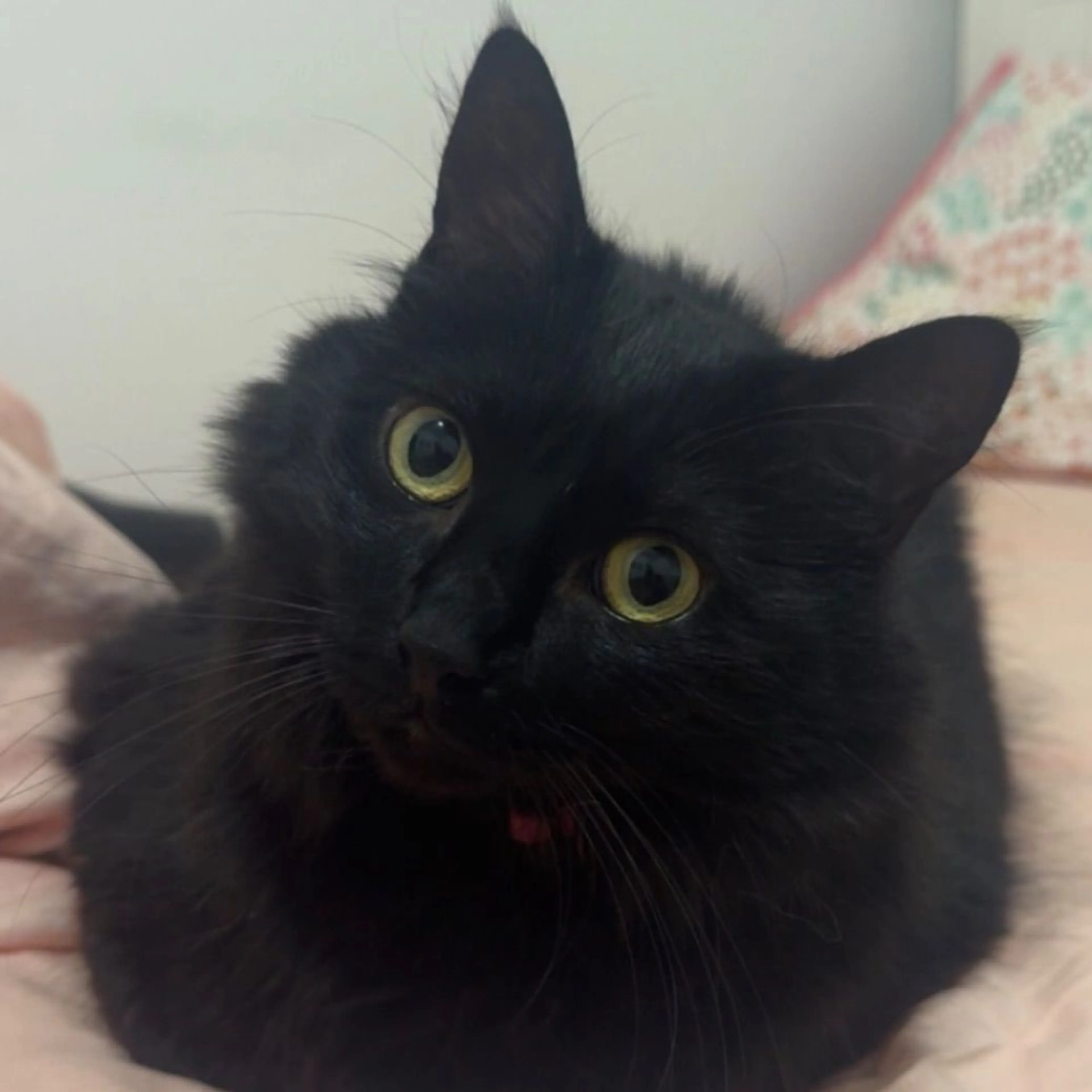 Lost pet