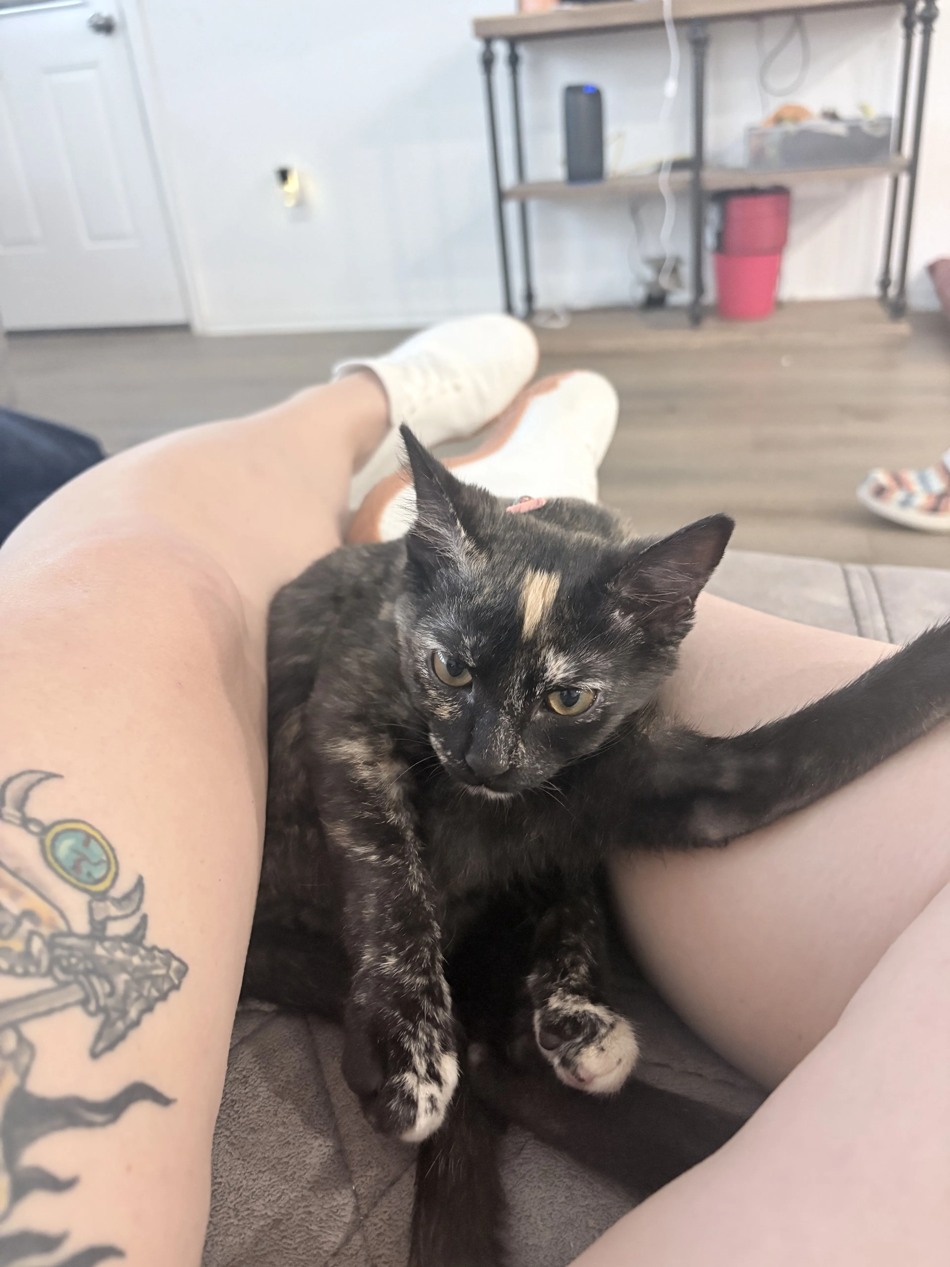 Lost pet-1