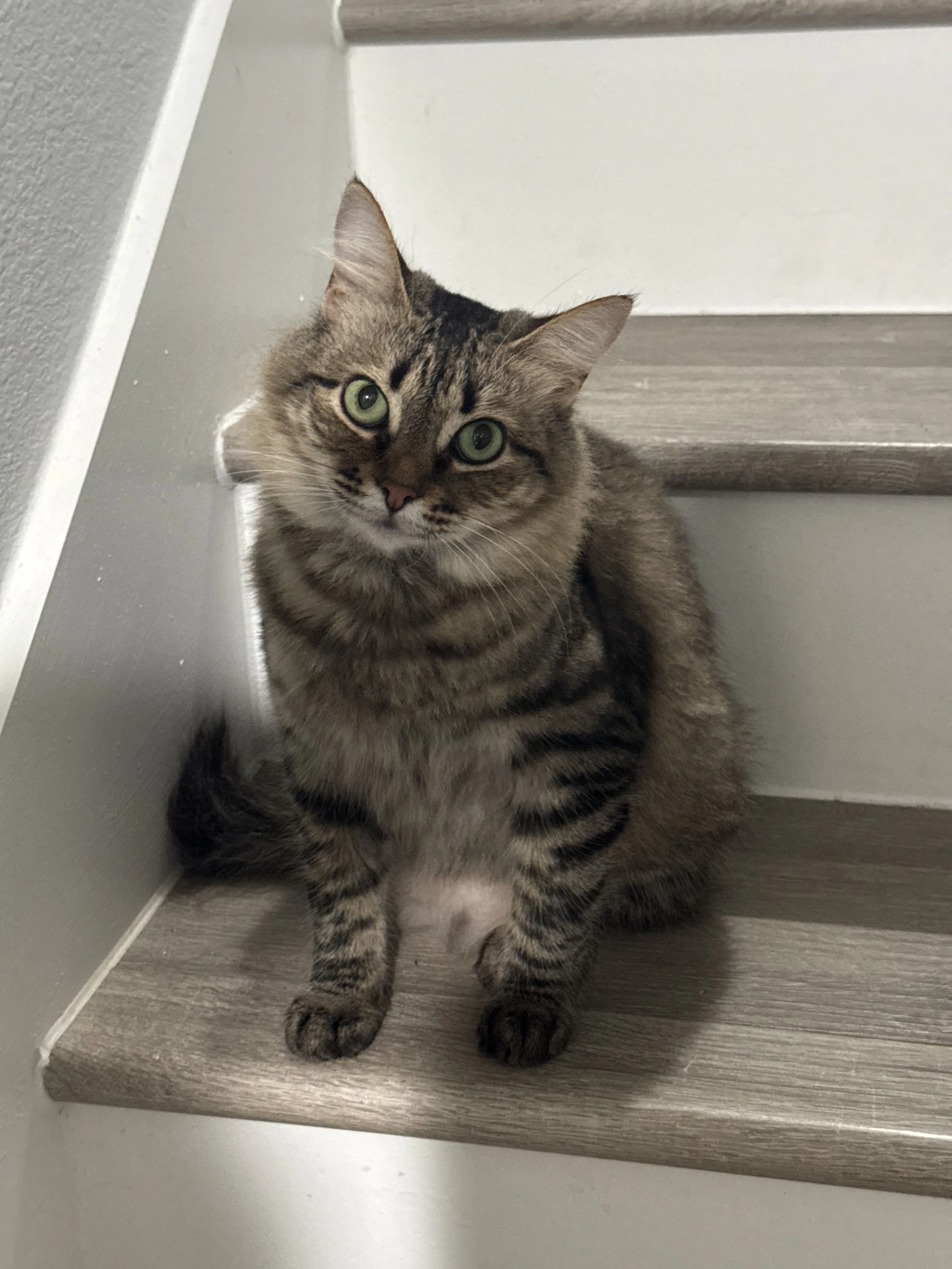Lost pet-1