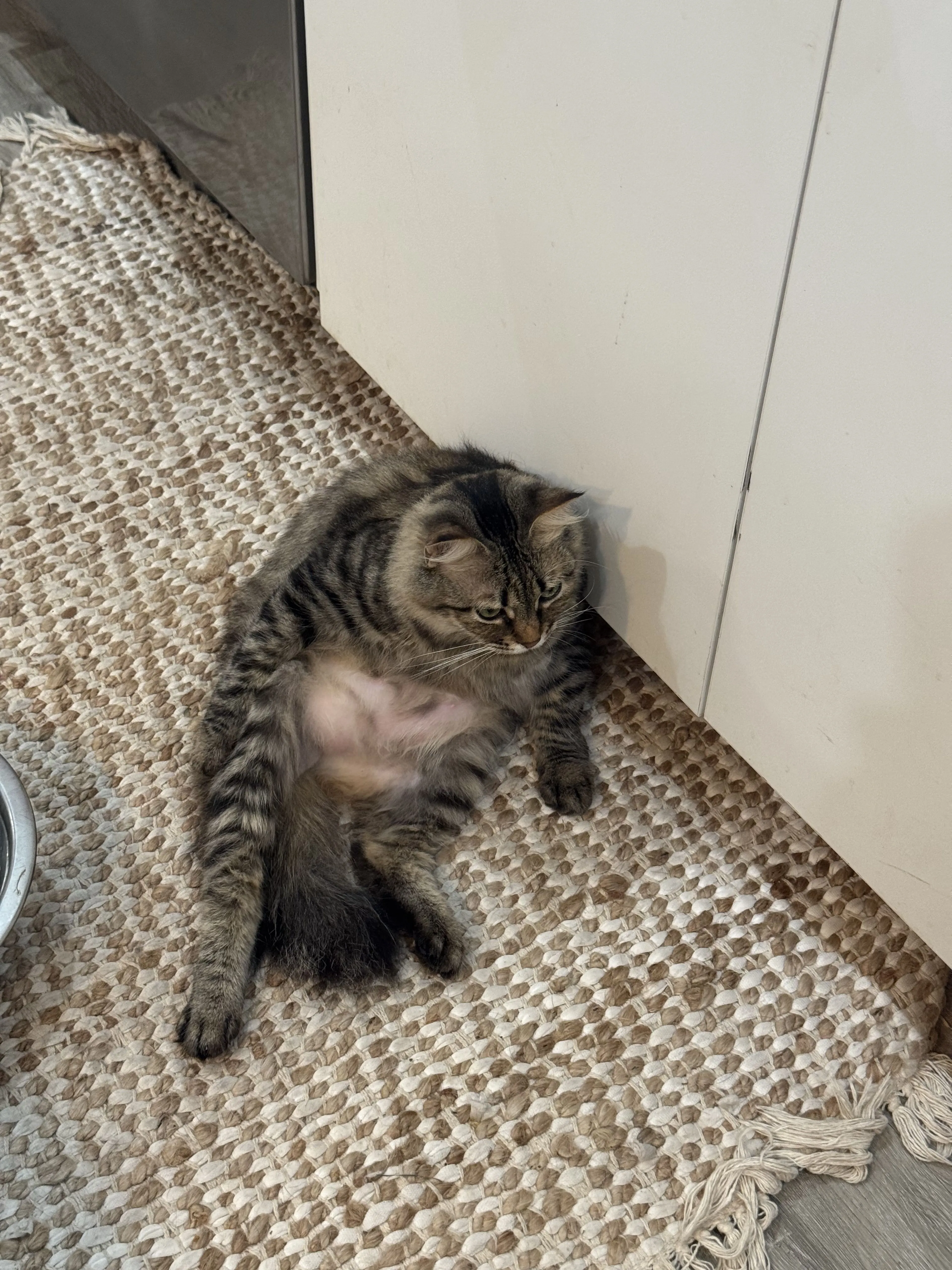 Lost pet-0