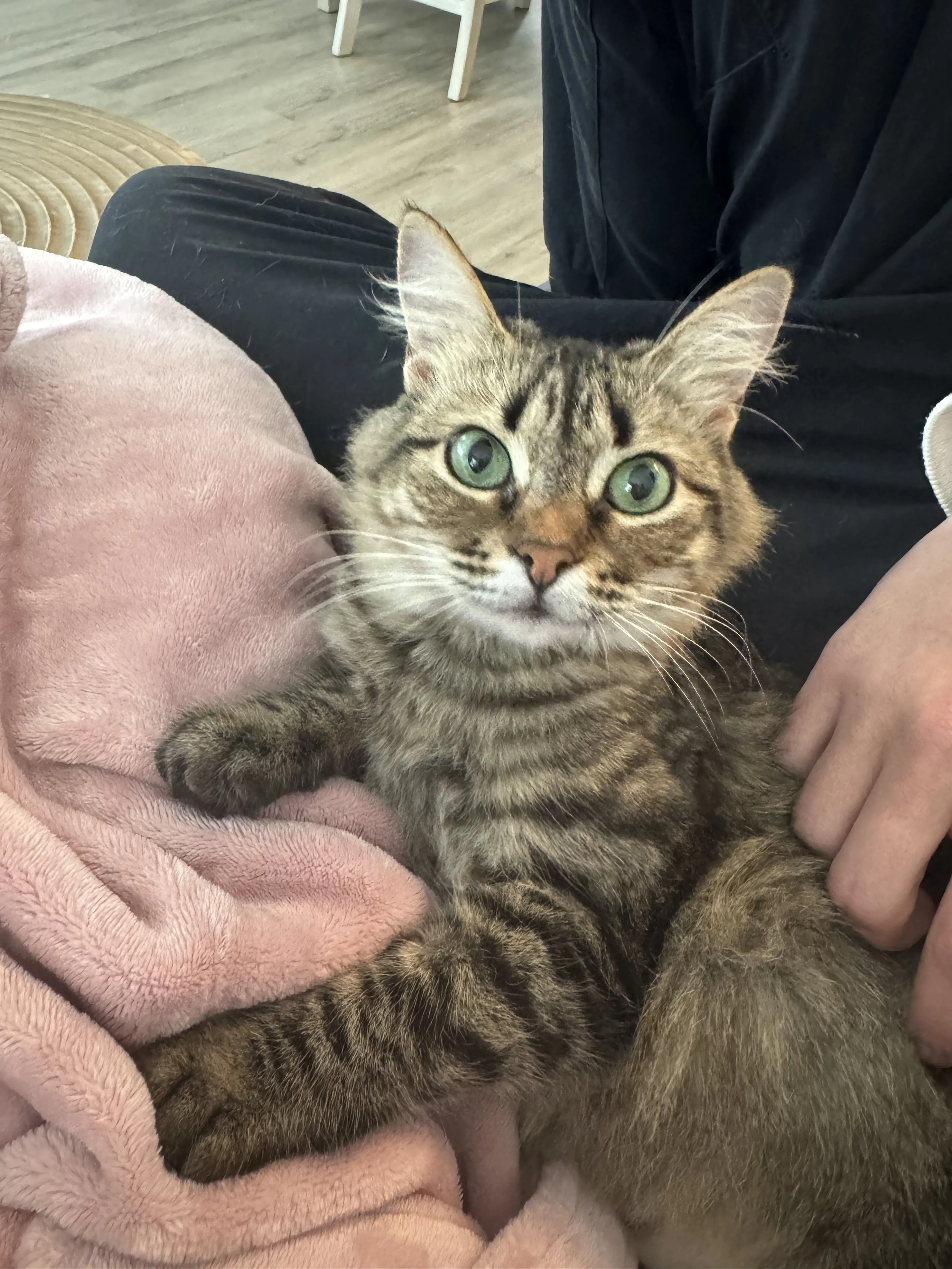 Lost pet-3