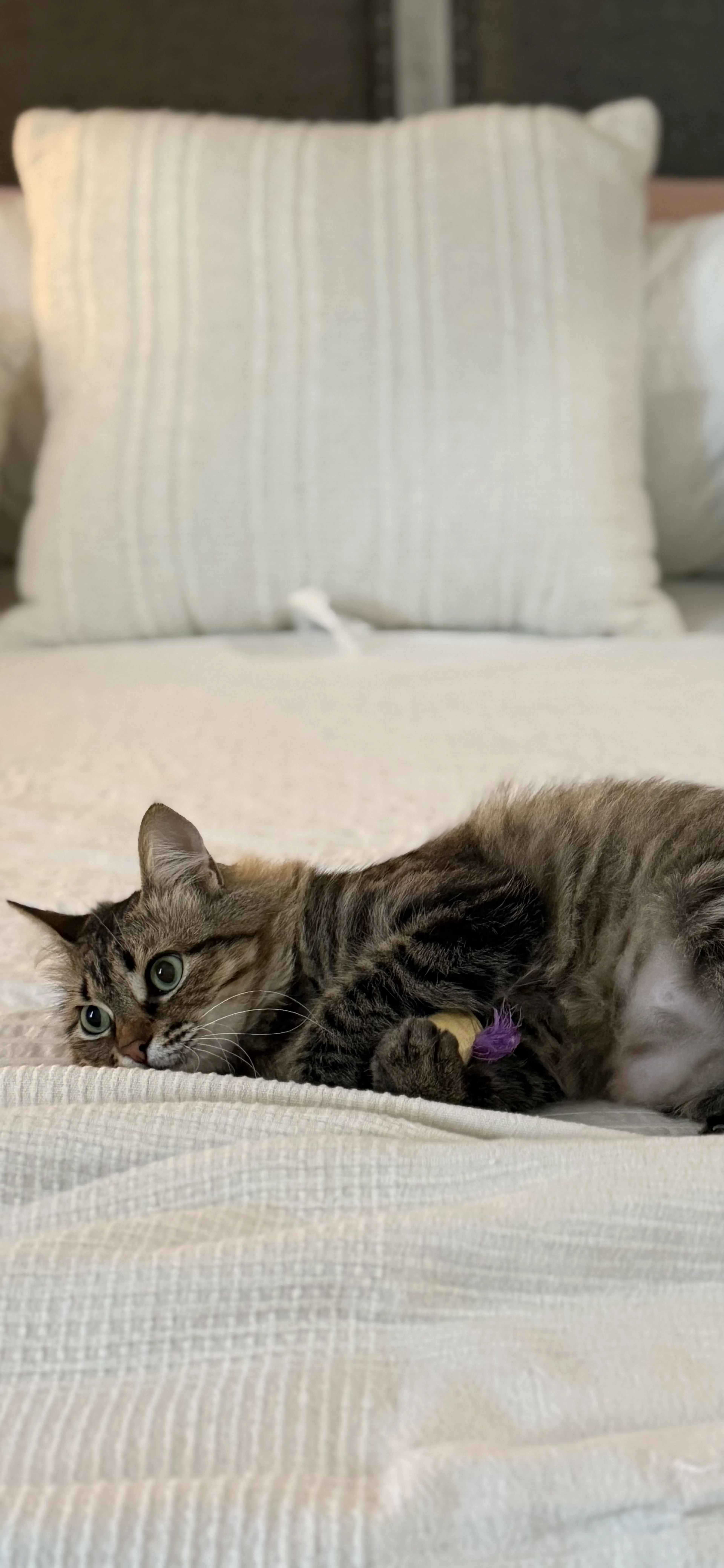 Lost pet-4
