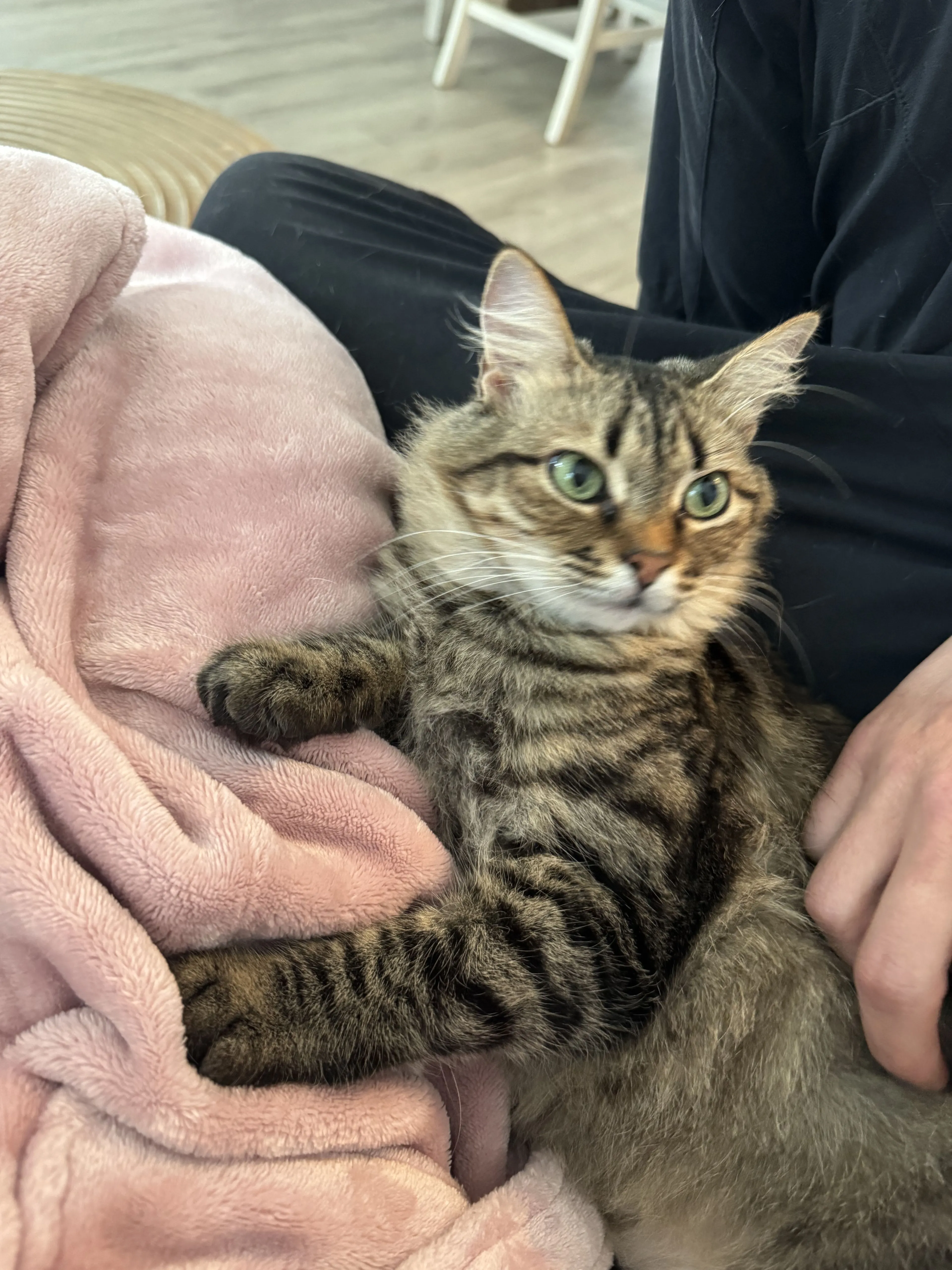 Lost pet-2