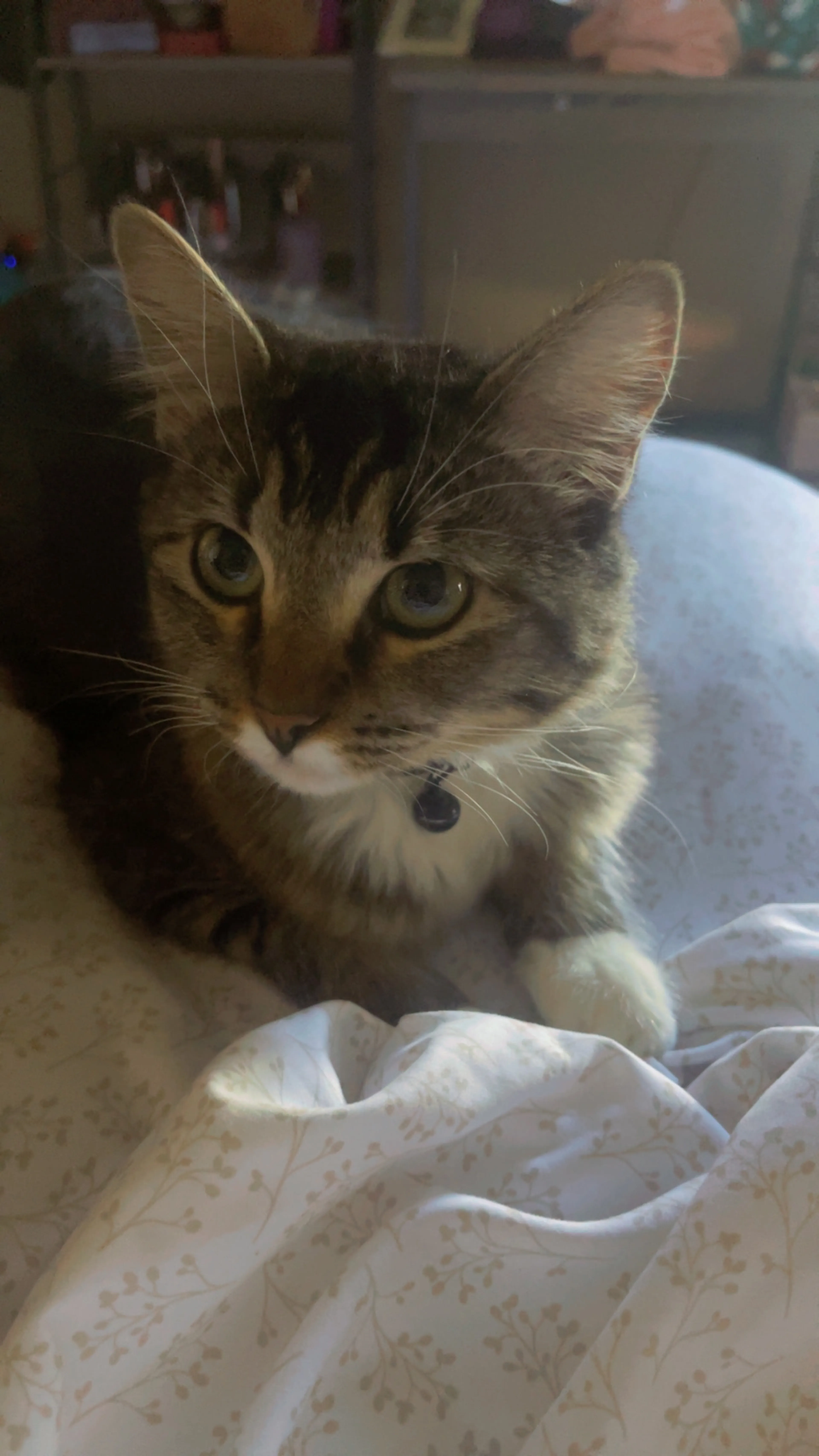 Lost pet