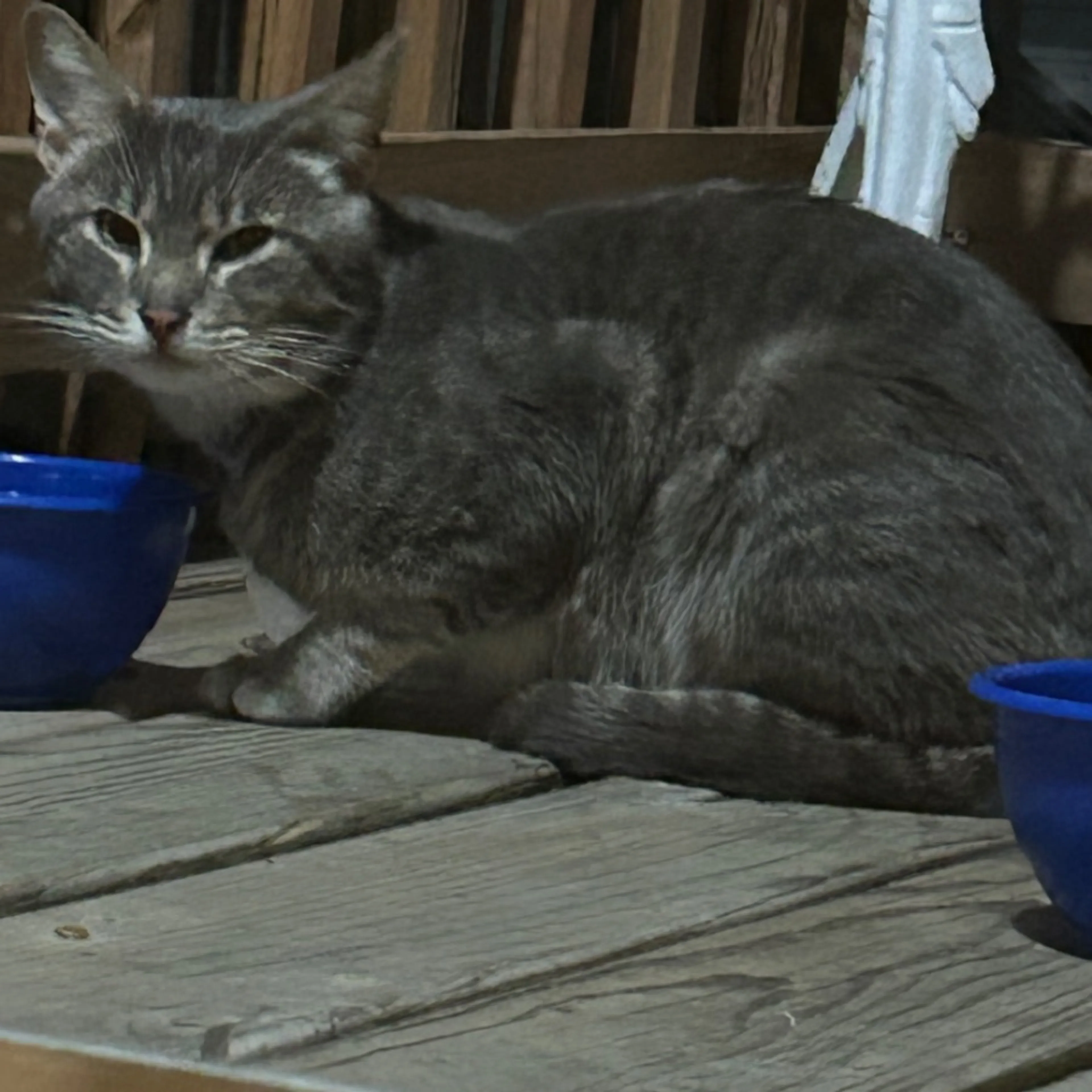 Found pet