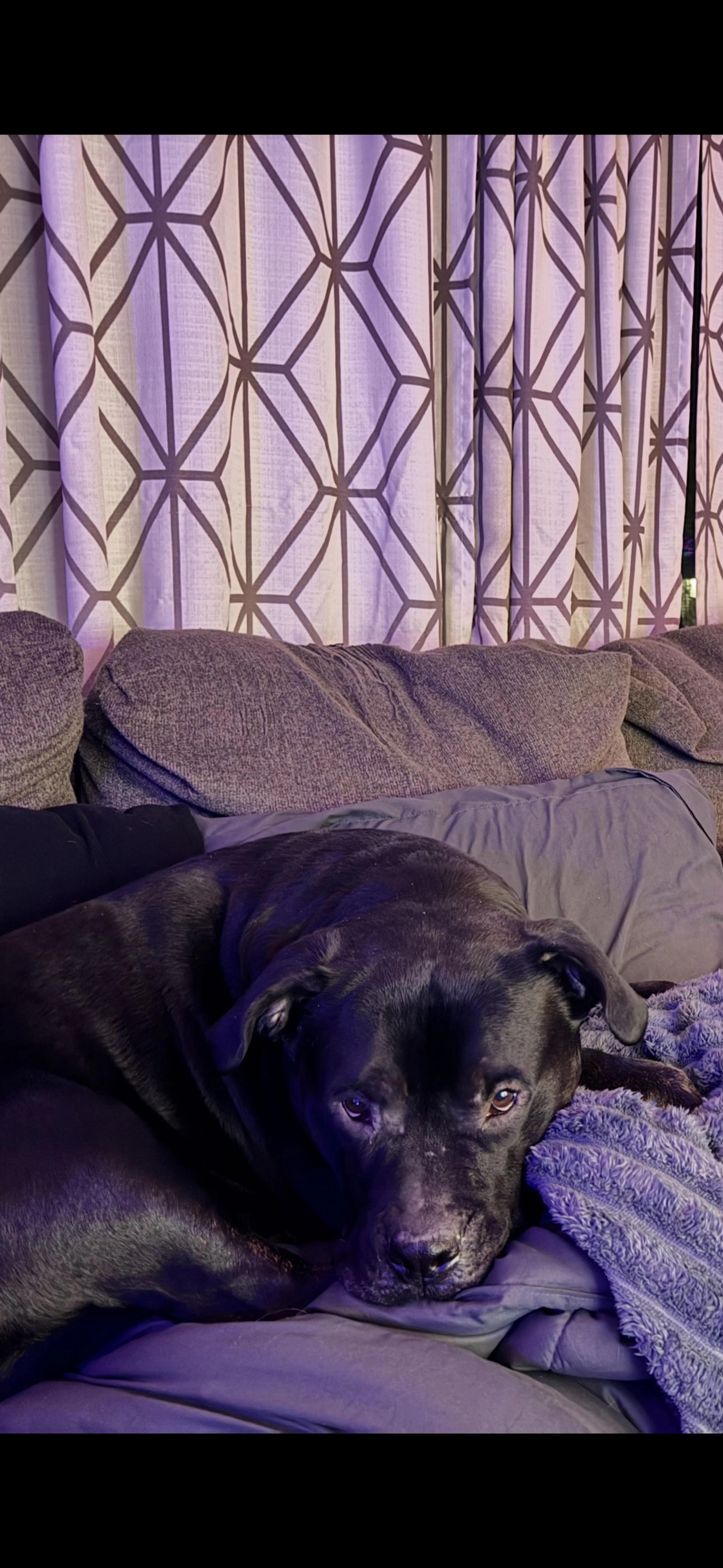 Lost pet