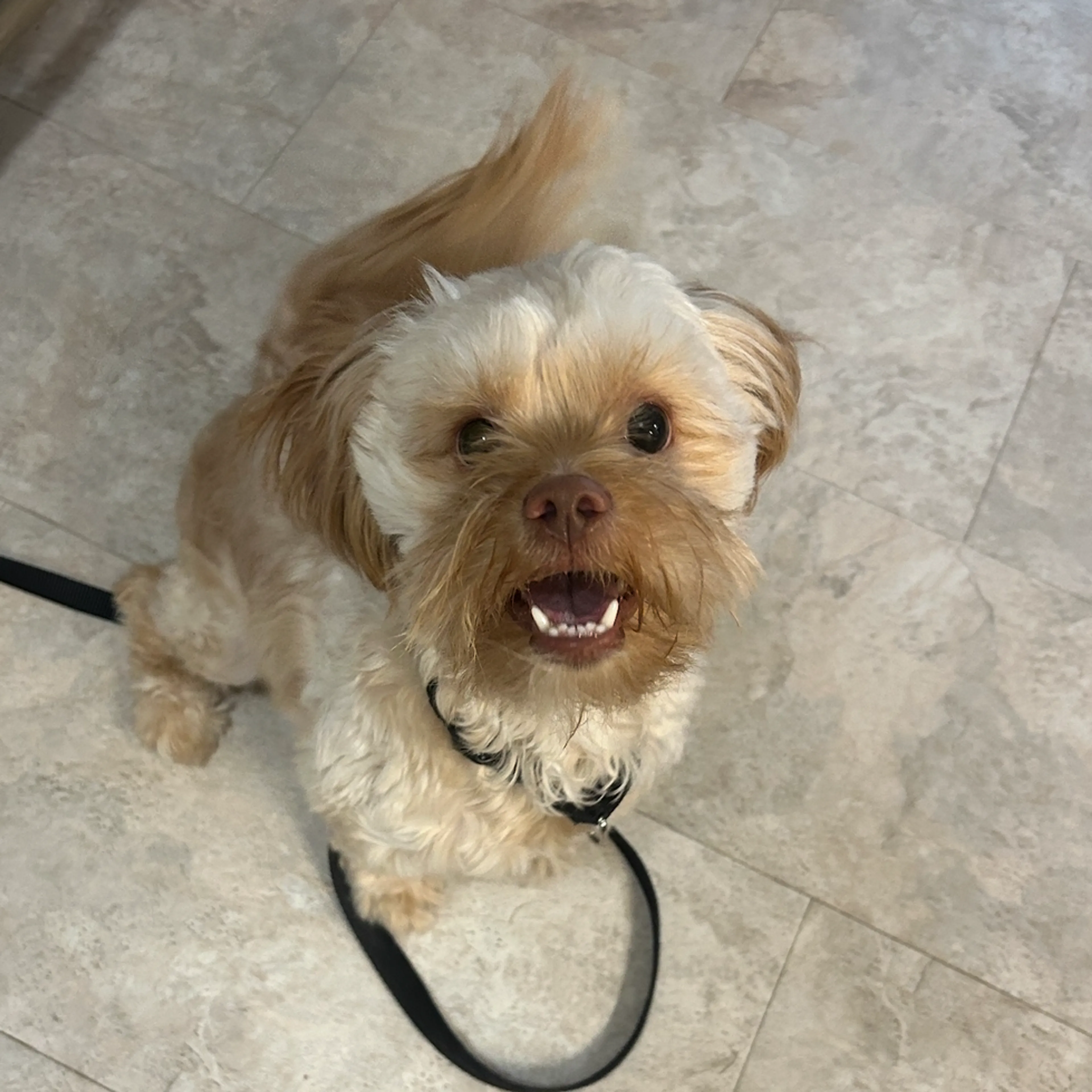 Found pet-1
