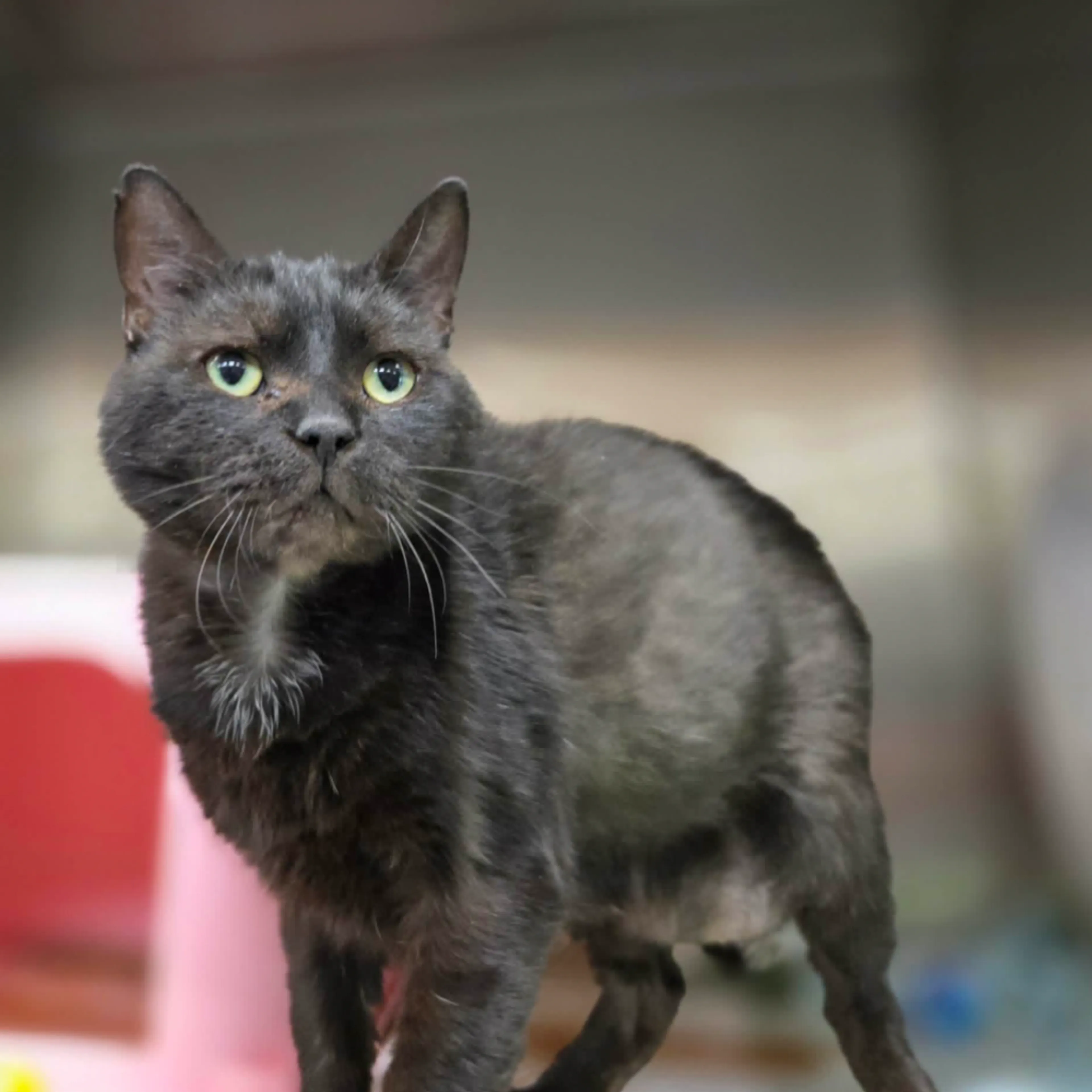 Found pet