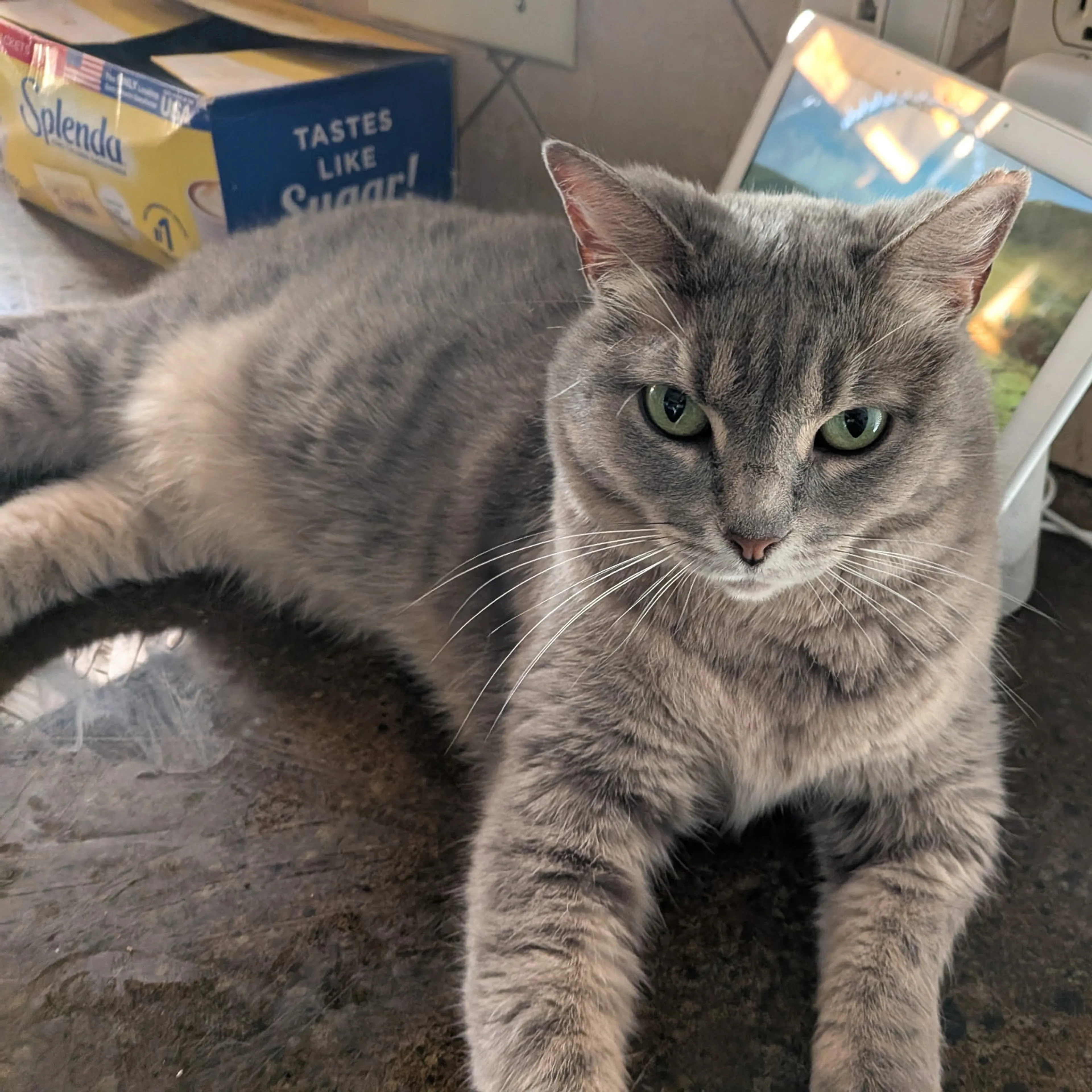 Lost pet-0