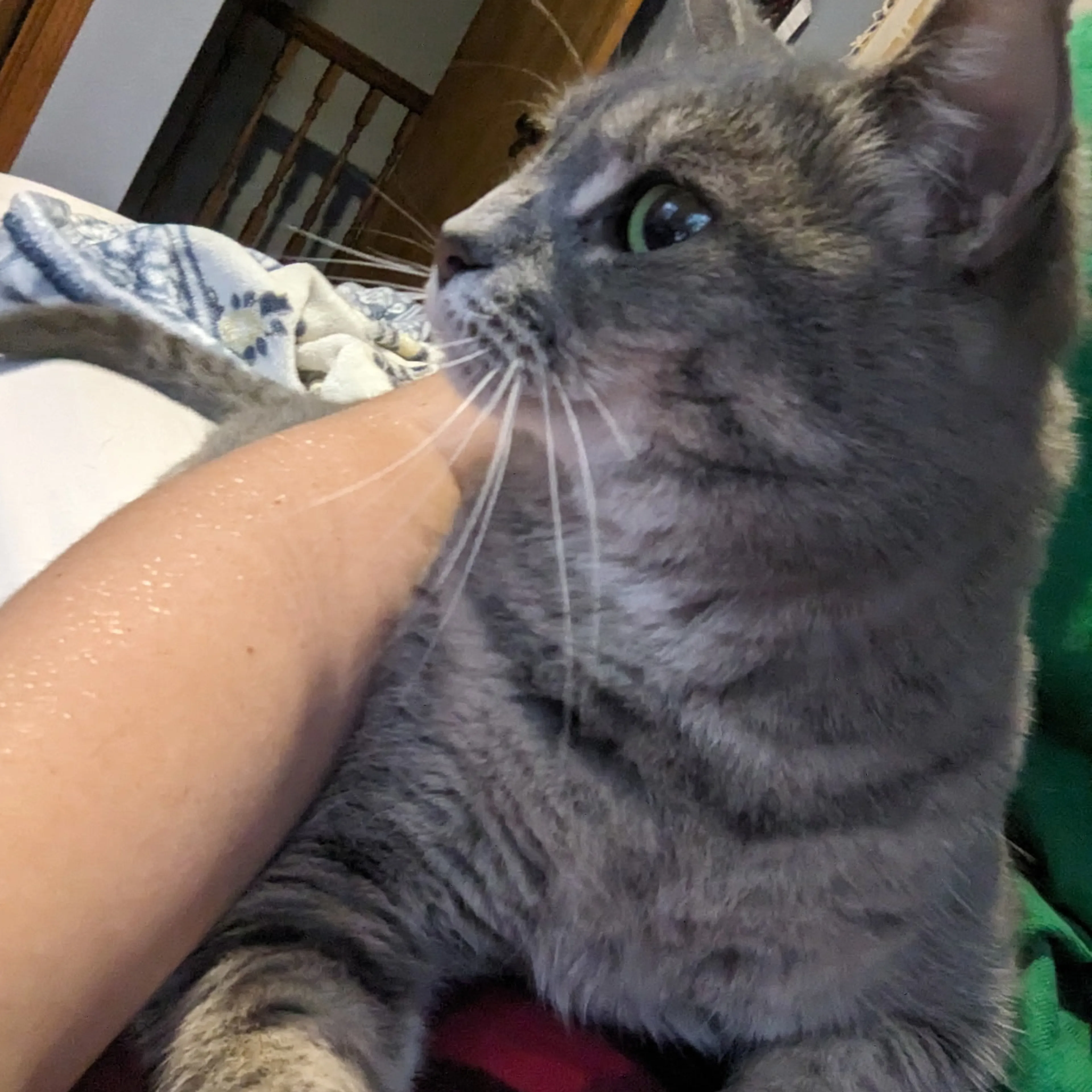 Lost pet-3