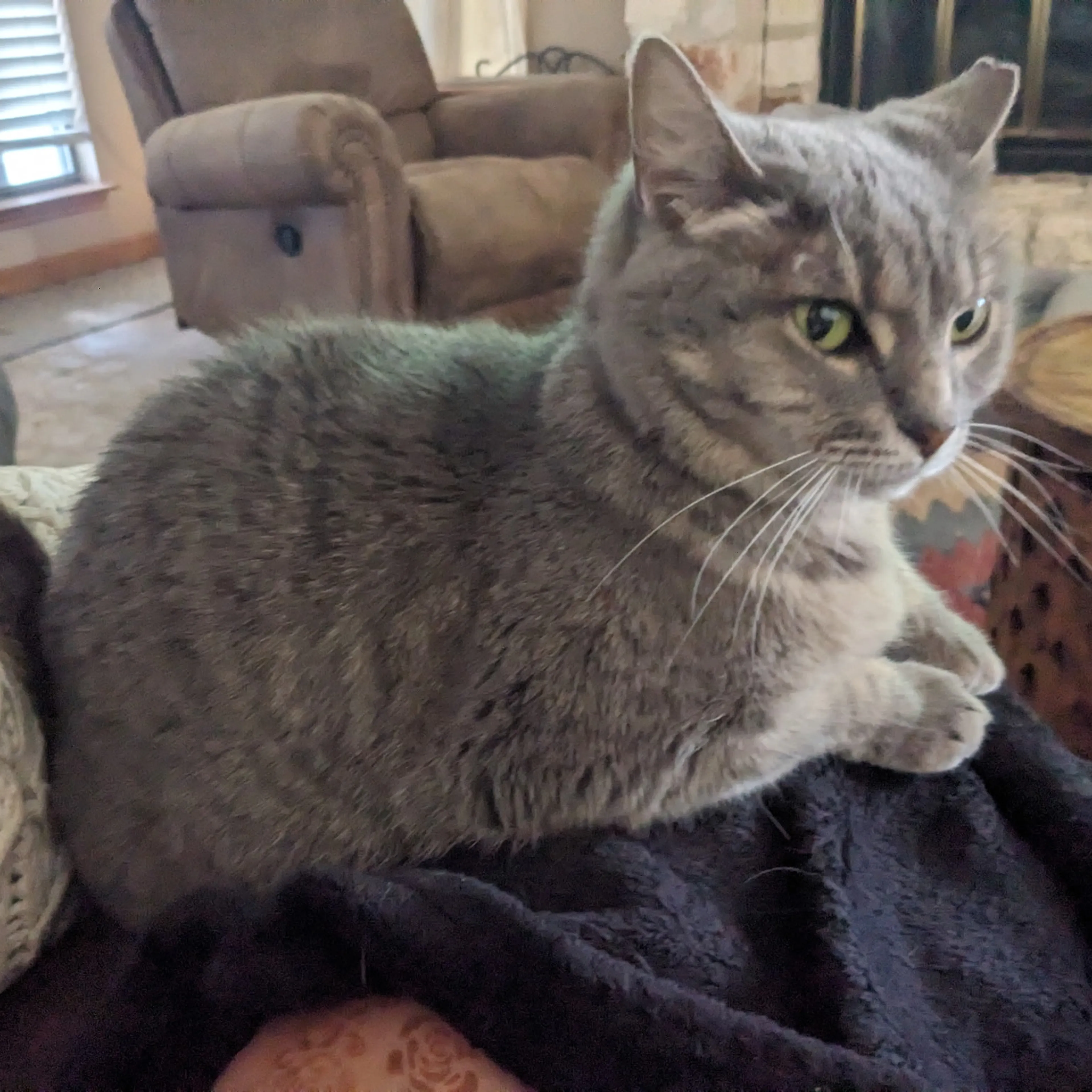 Lost pet-1