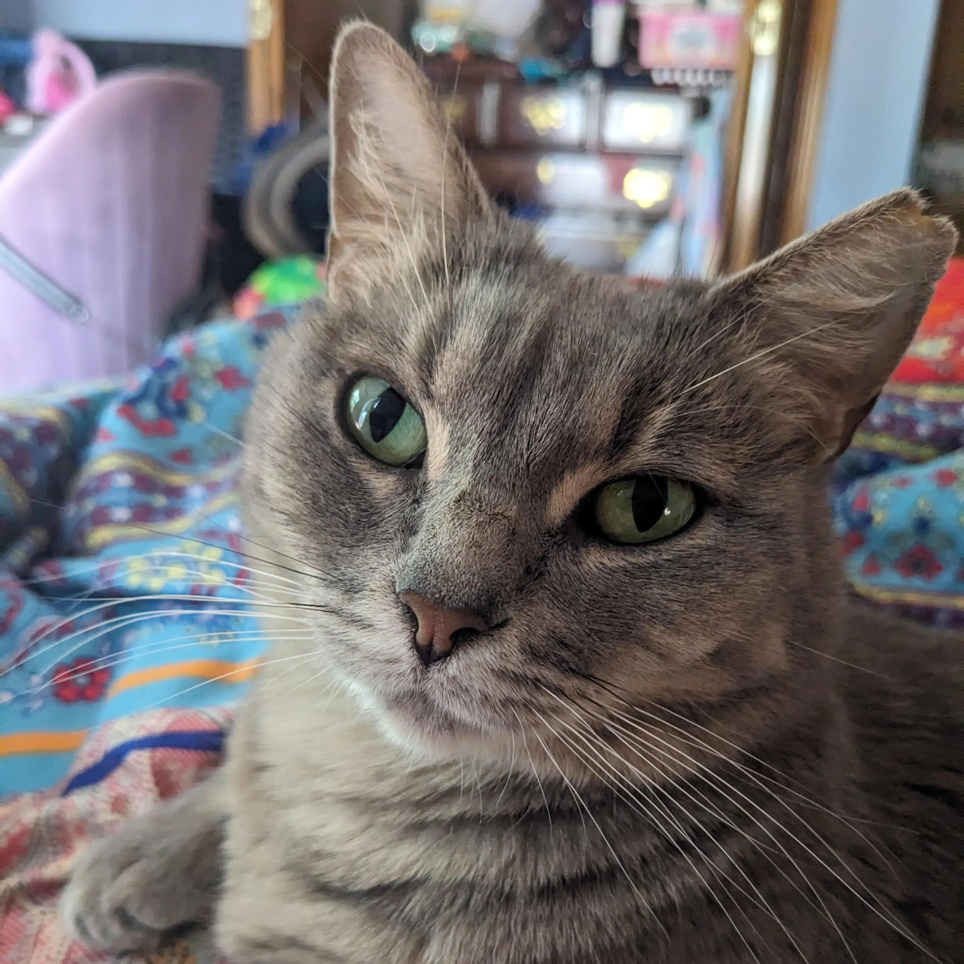 Lost pet-2