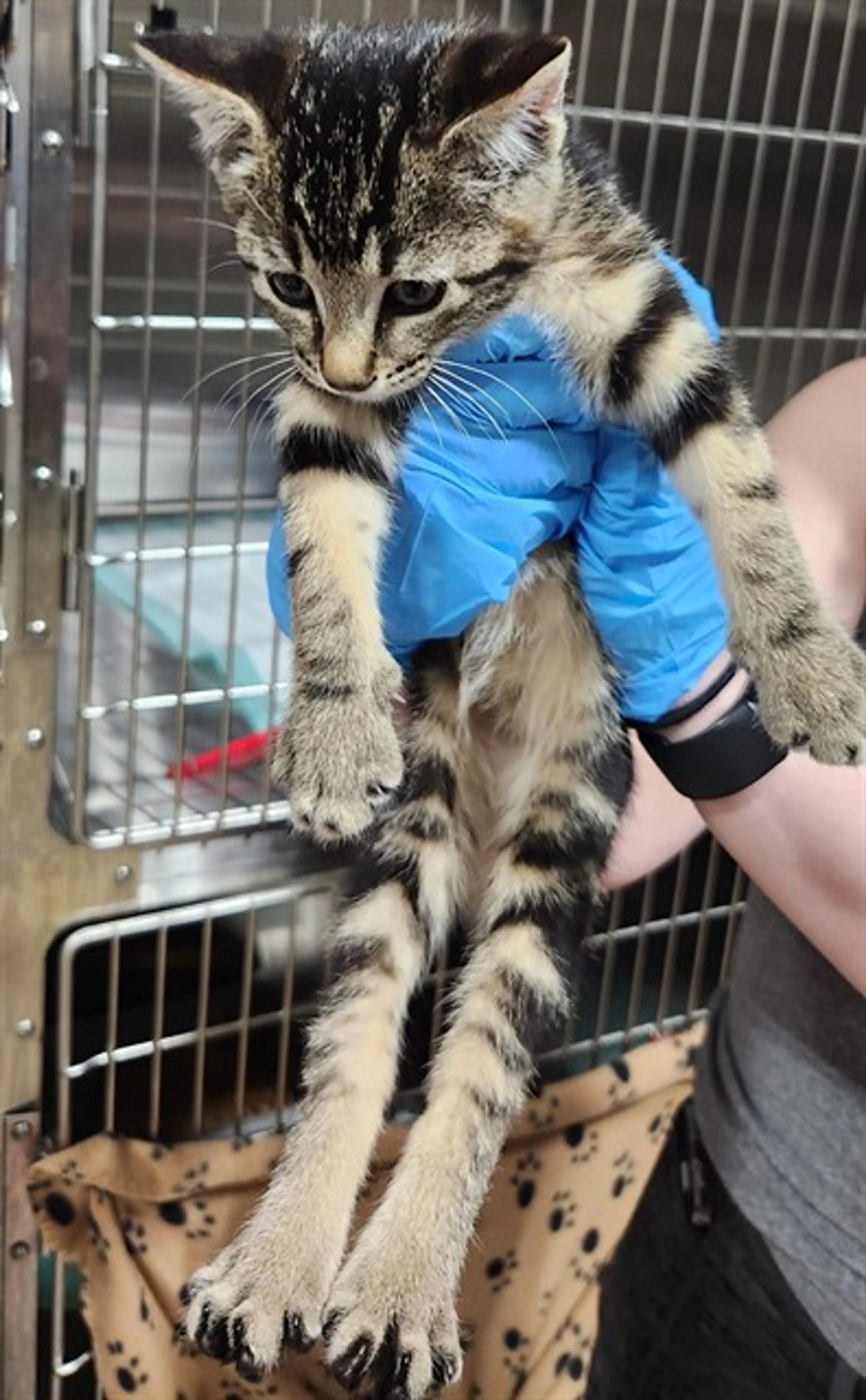 Found pet