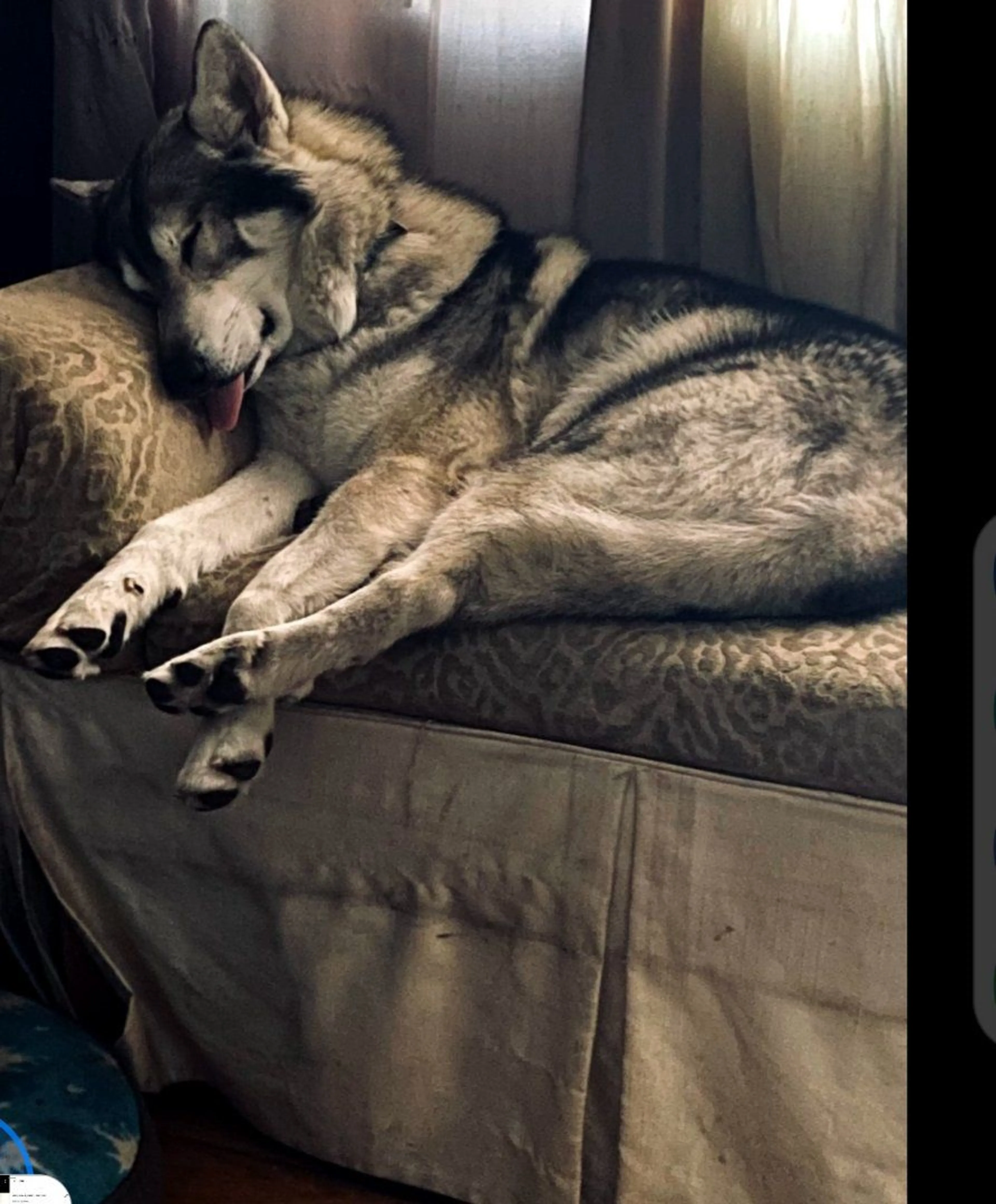 Lost pet