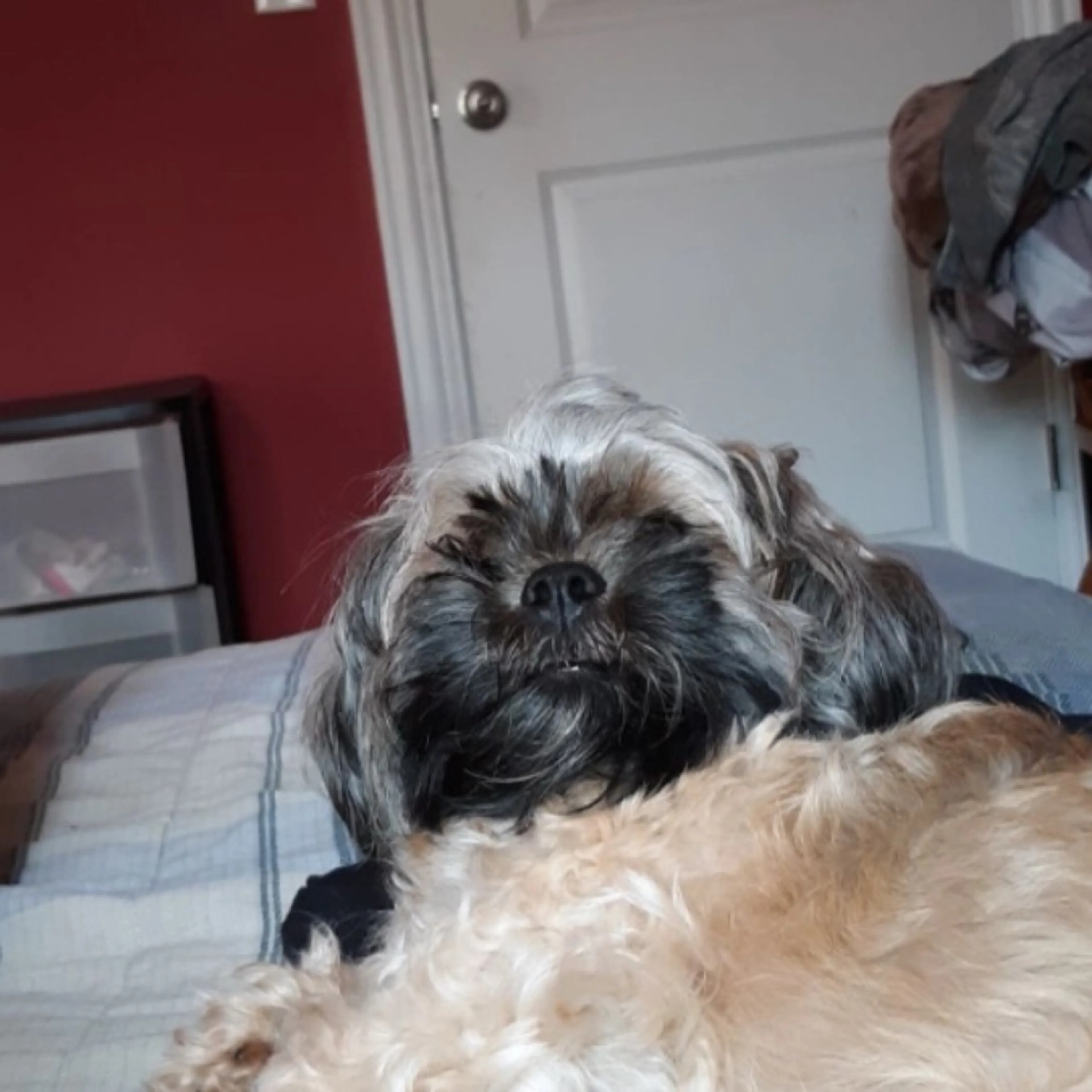Lost pet