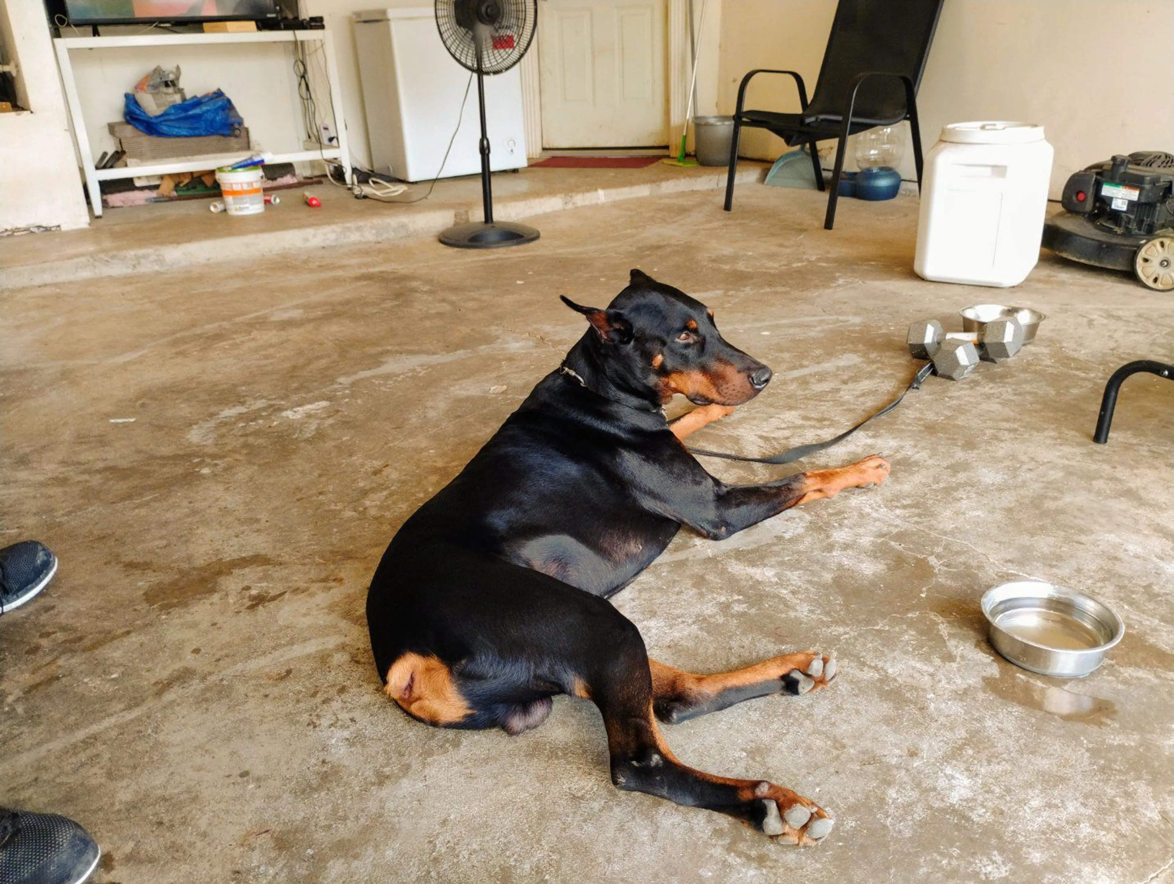Lost pet
