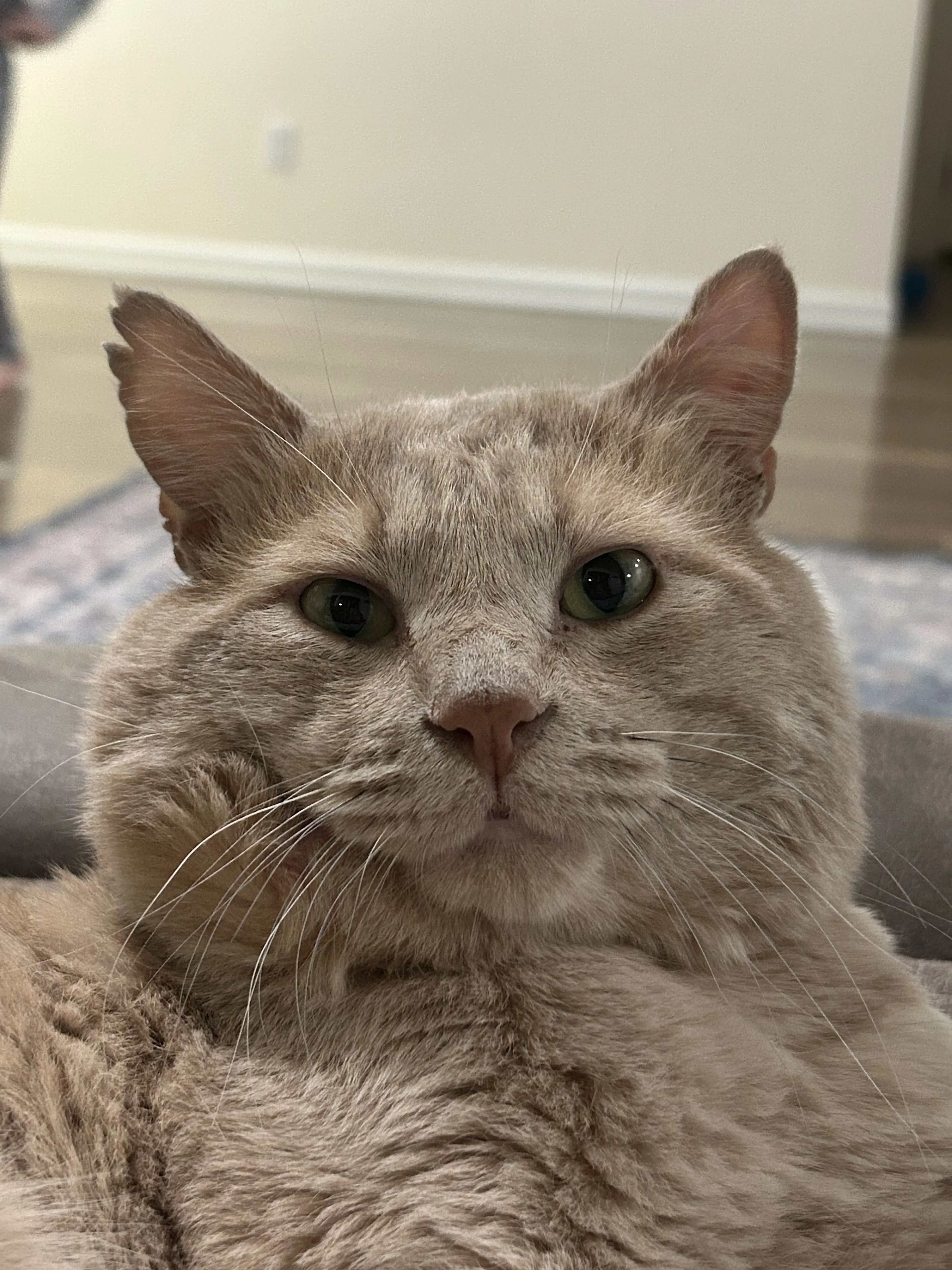 Lost pet