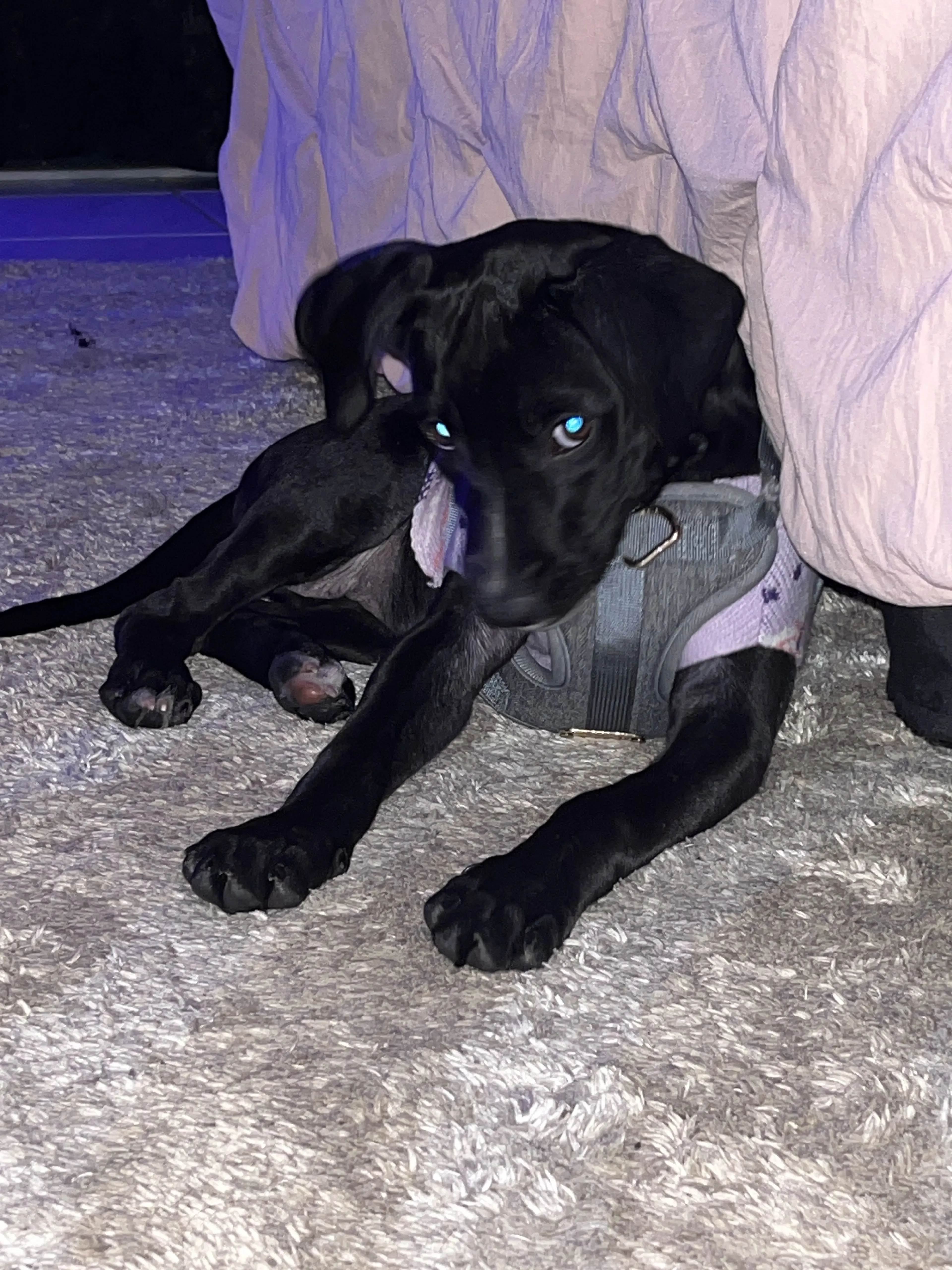 Lost pet