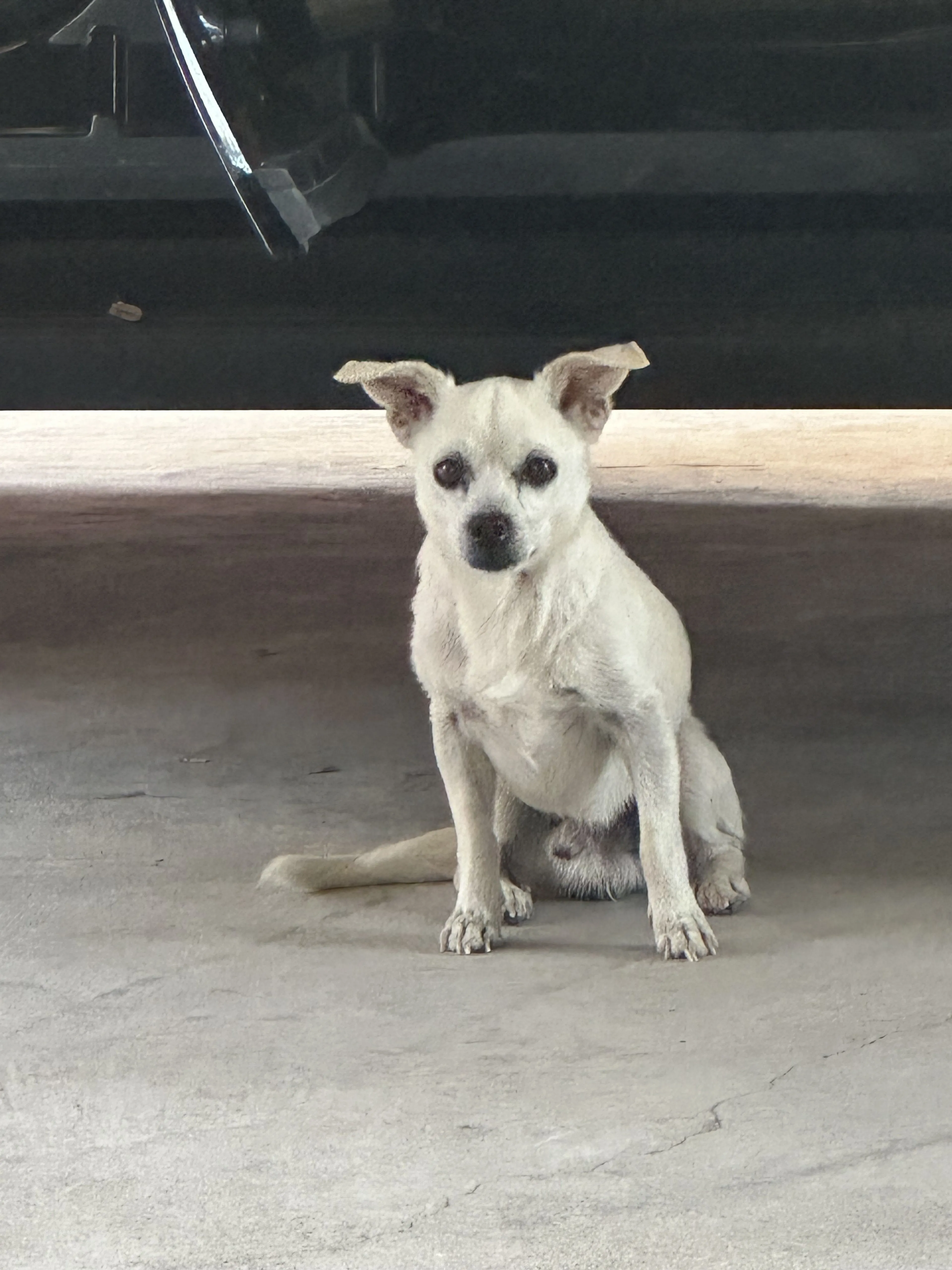 Lost pet