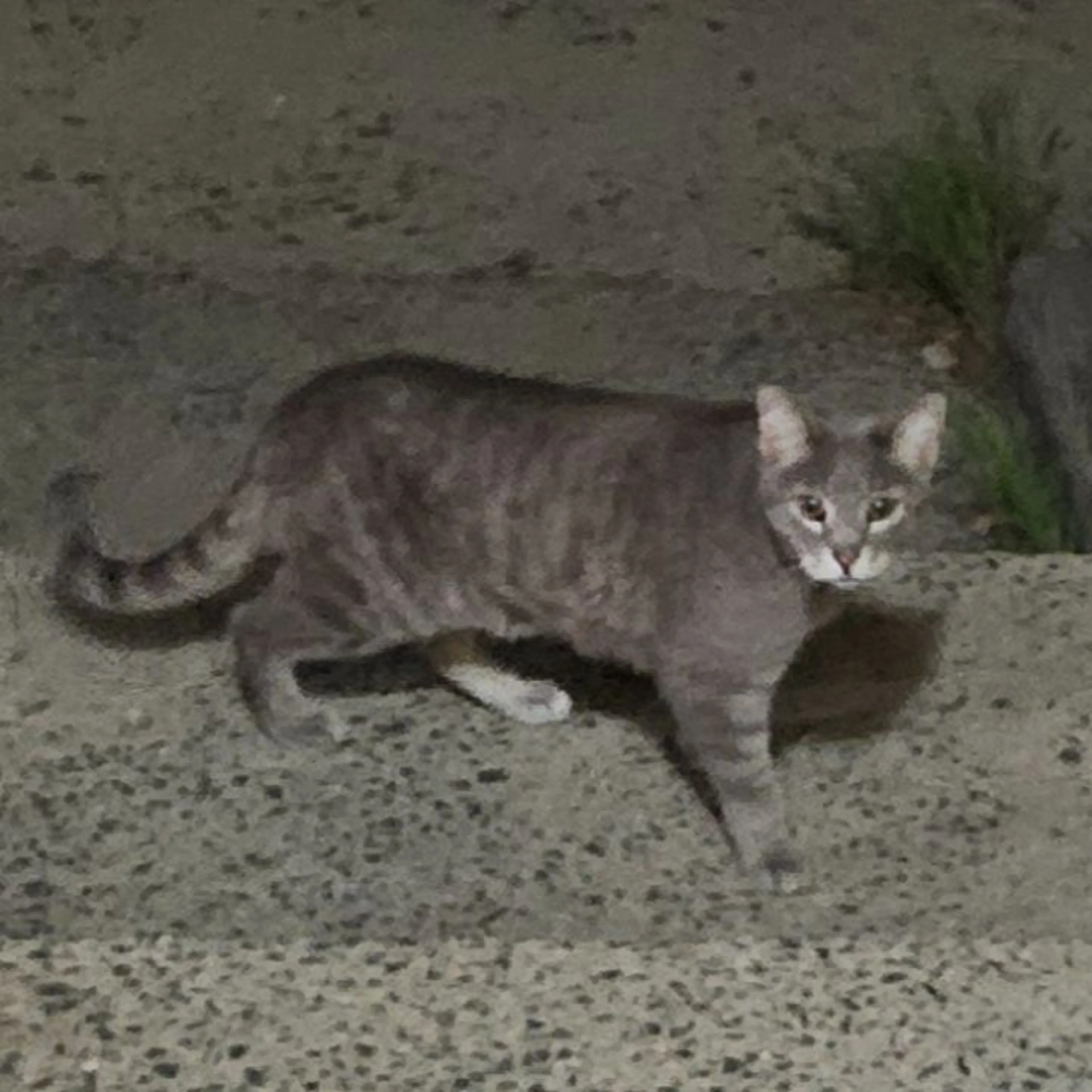 Found pet