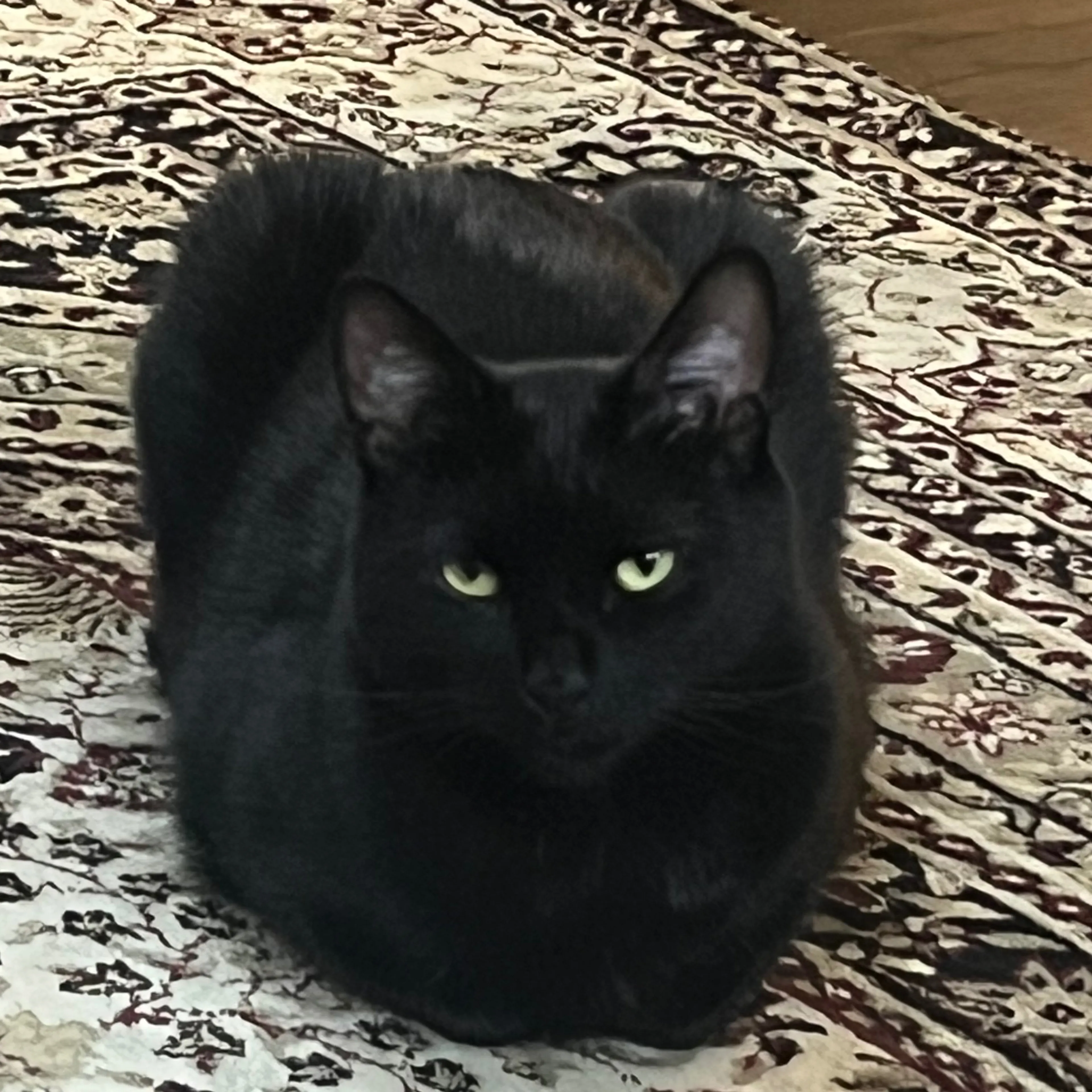 Lost pet-1