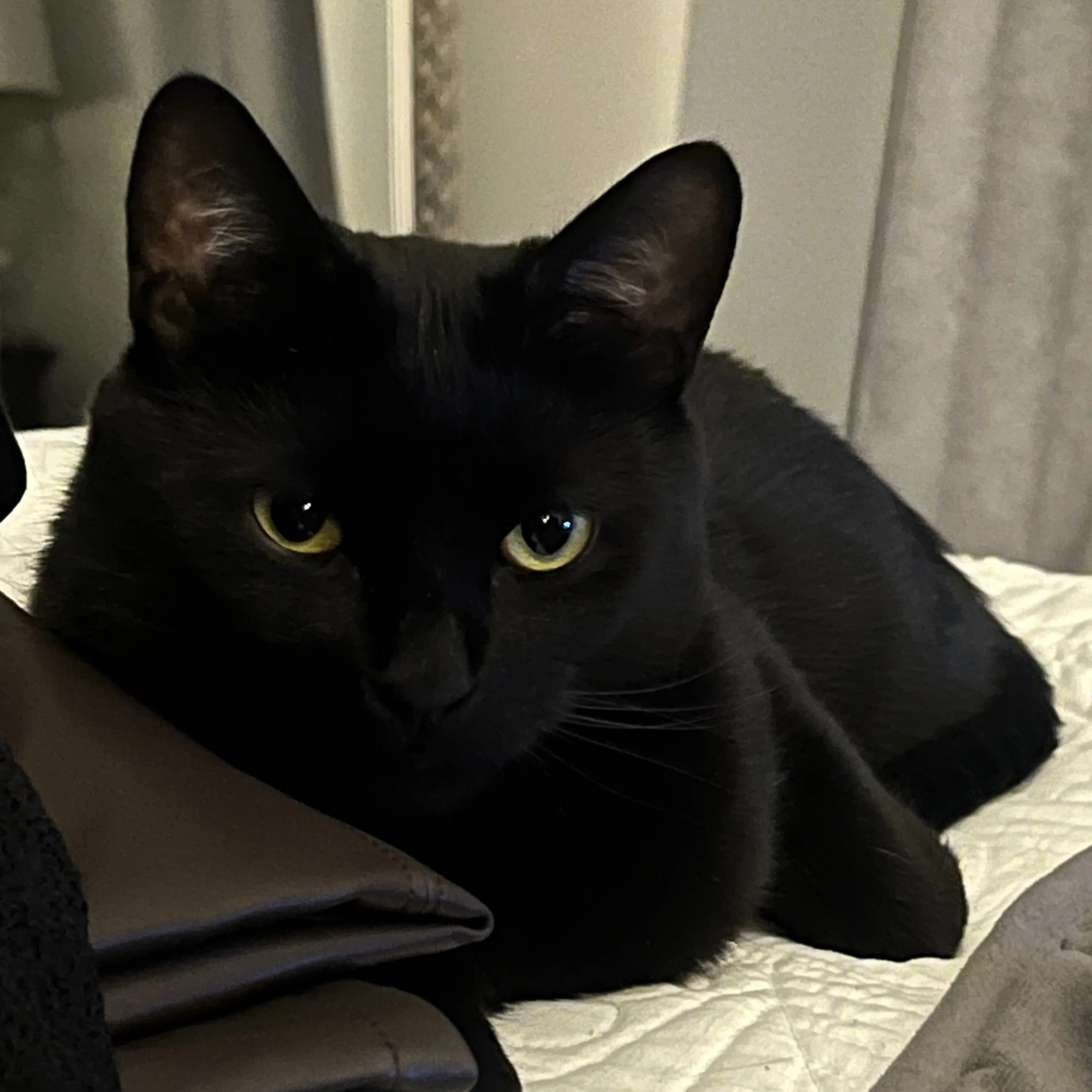 Lost pet-2