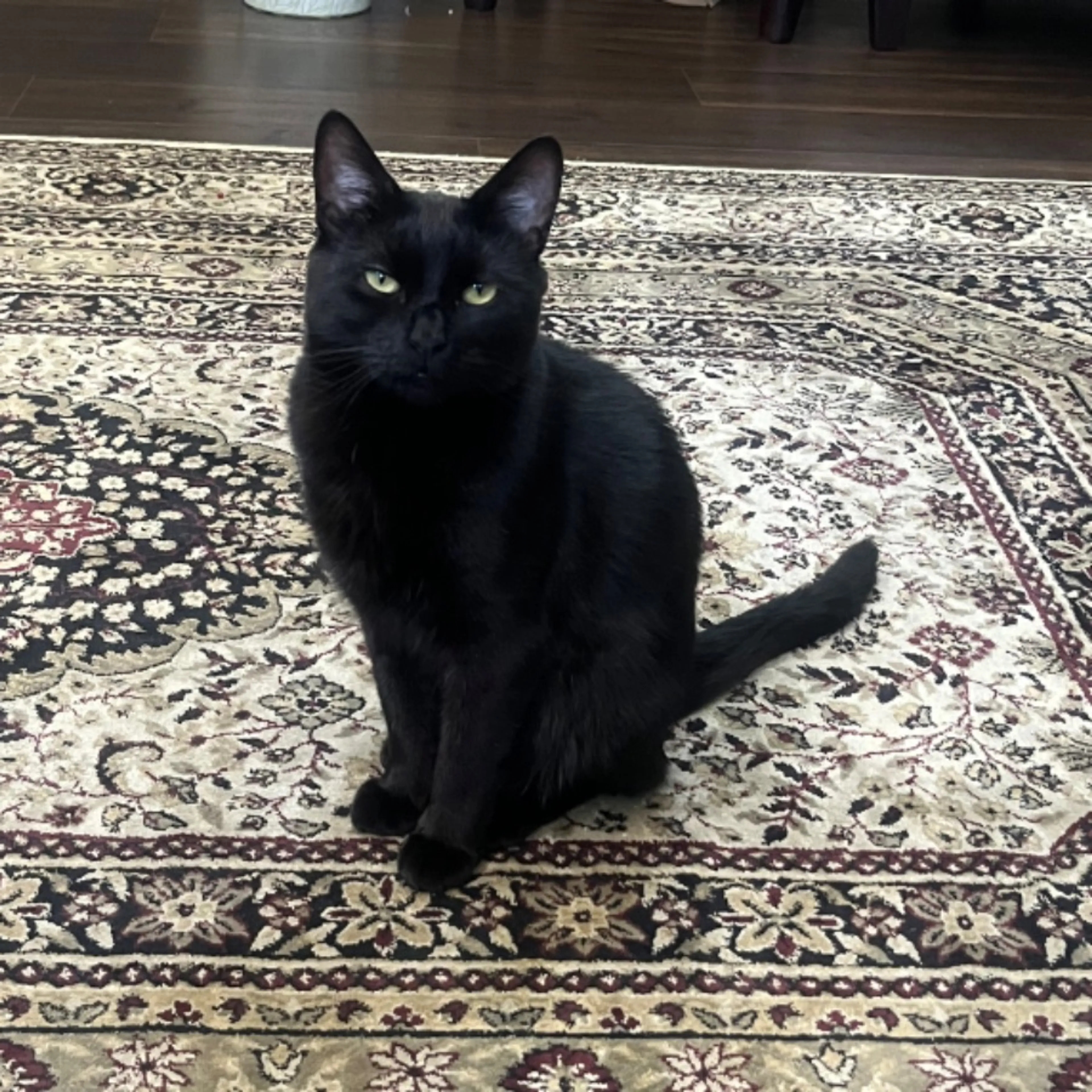 Lost pet-0