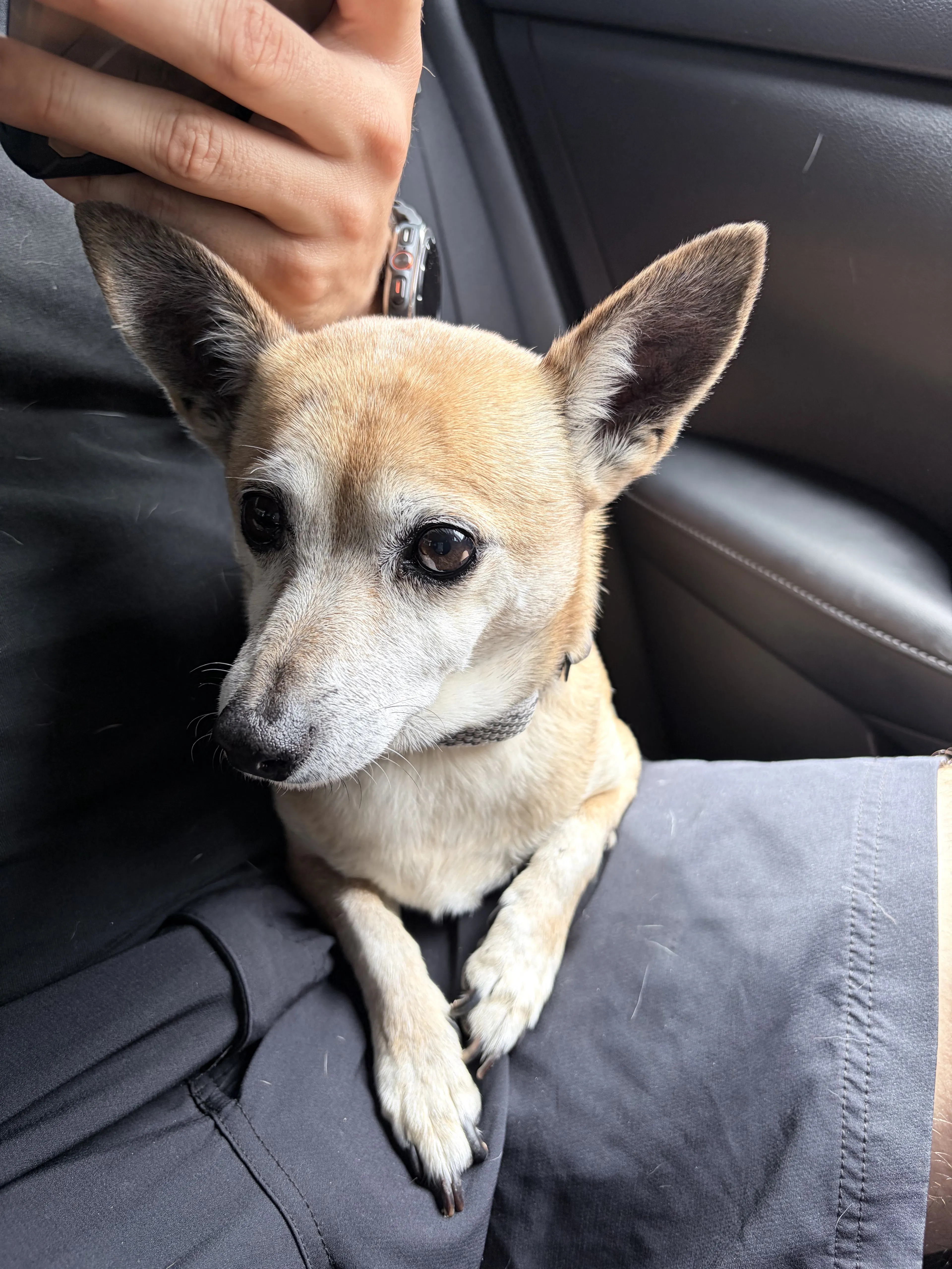 Lost pet-1
