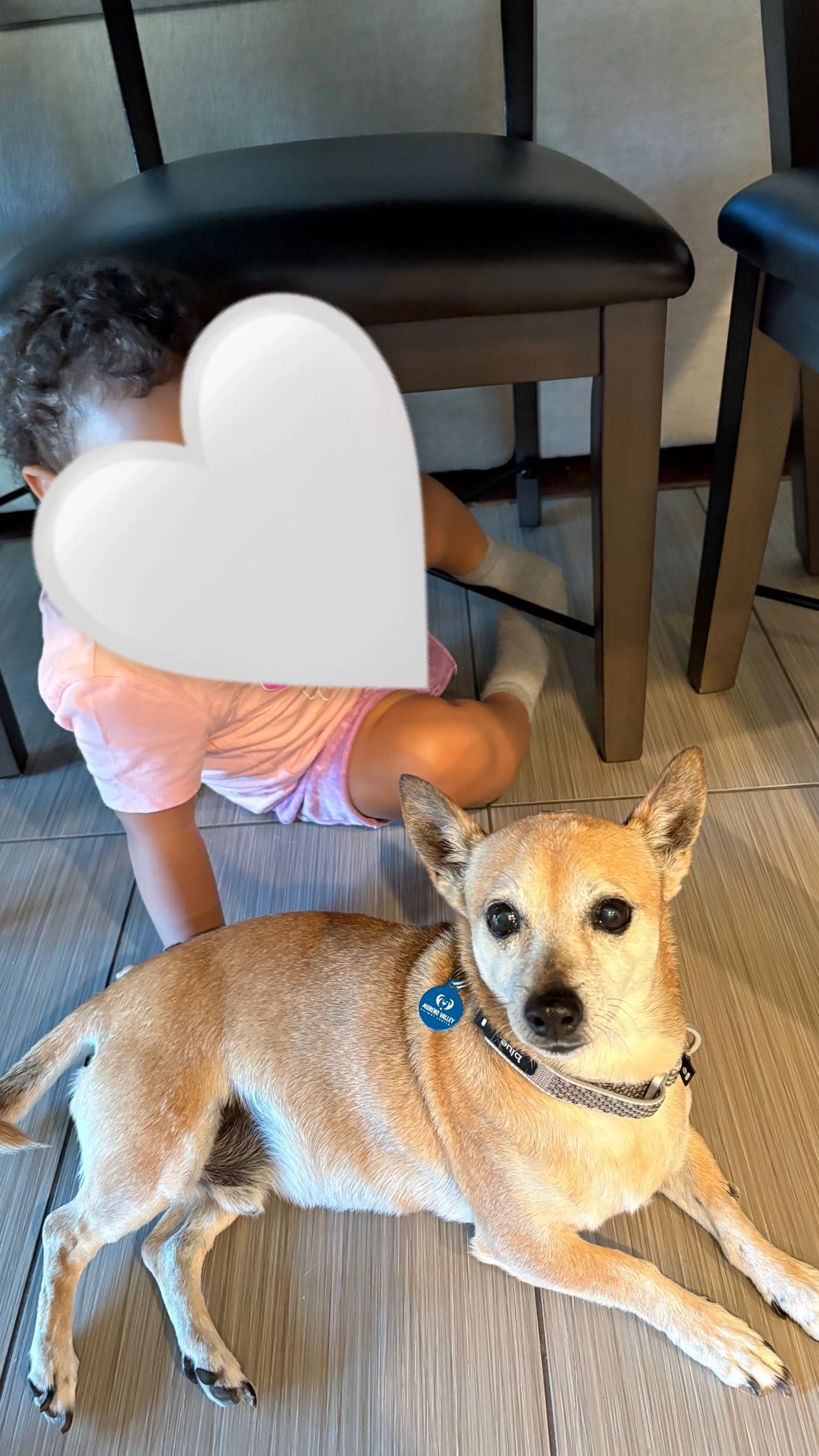Lost pet-0