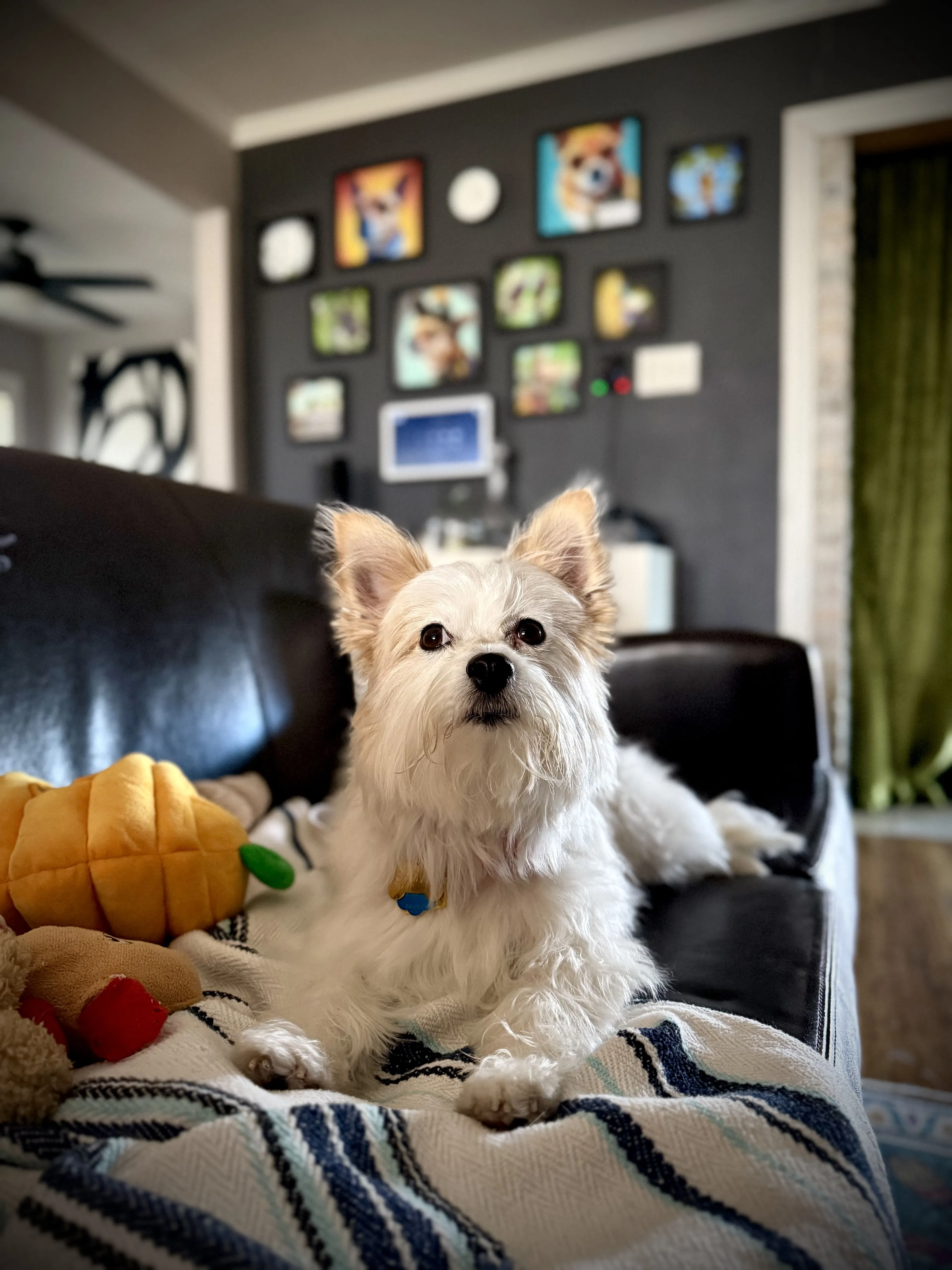 Lost pet